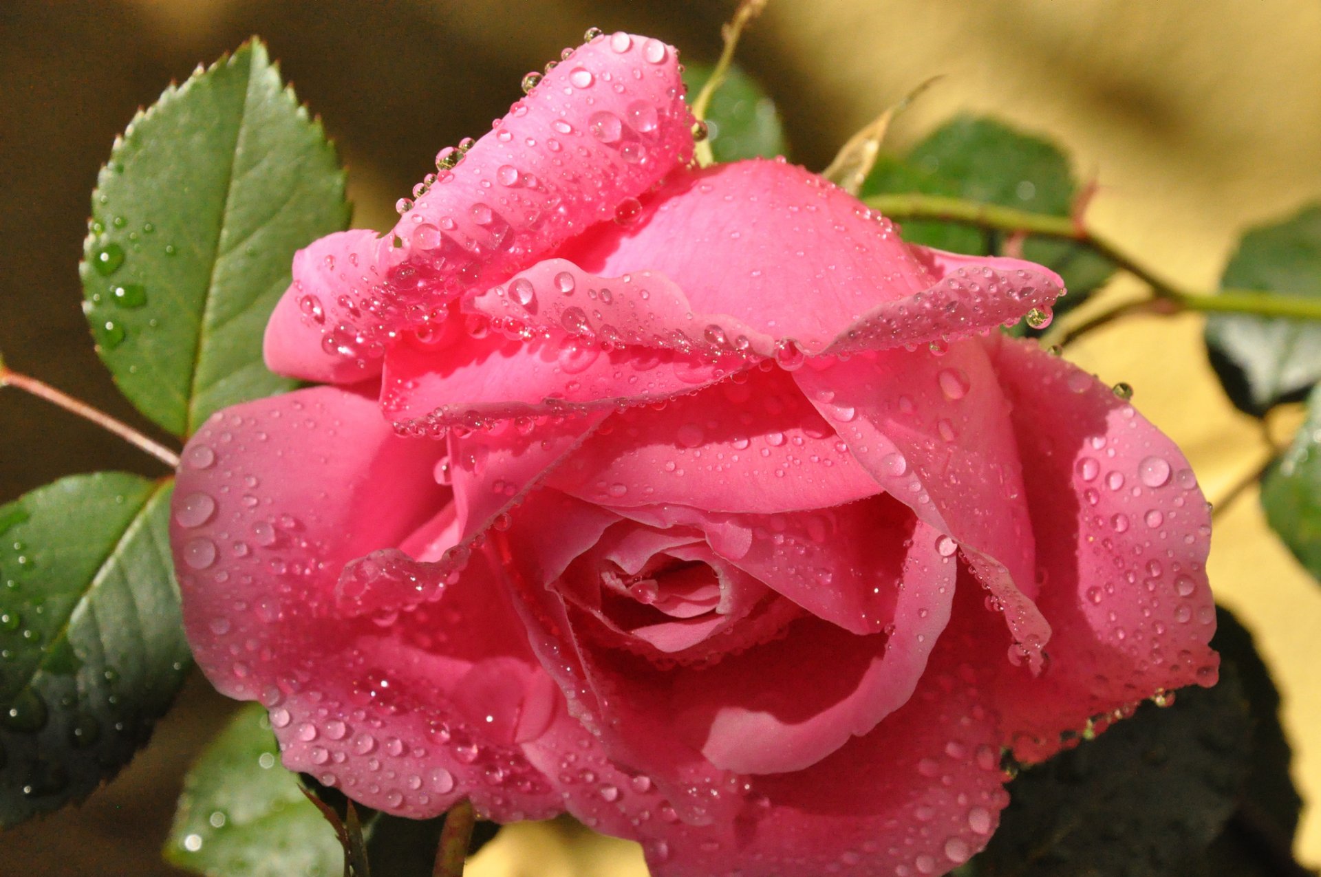 rosa rosa hojas gotas rocío macro