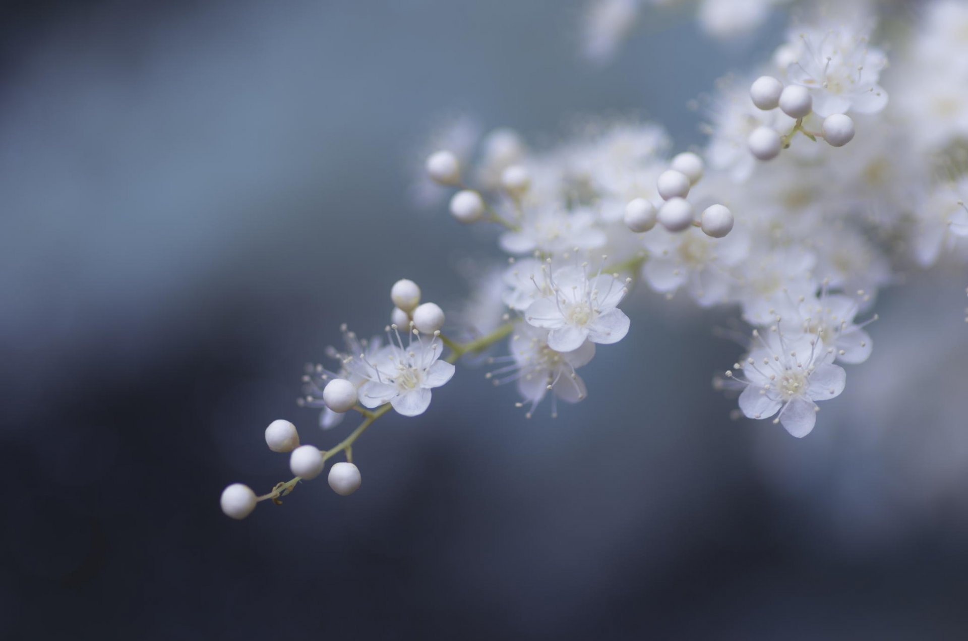 primavera flores abetos árbol inflorescencia