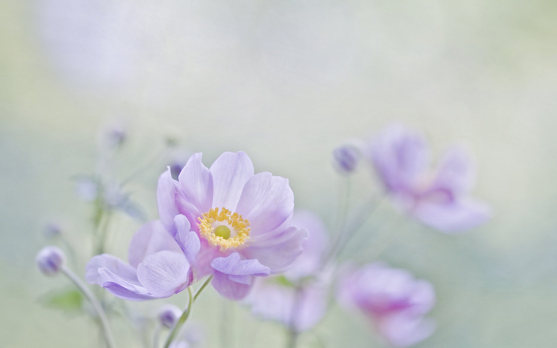 flores fondo macro estado de ánimo