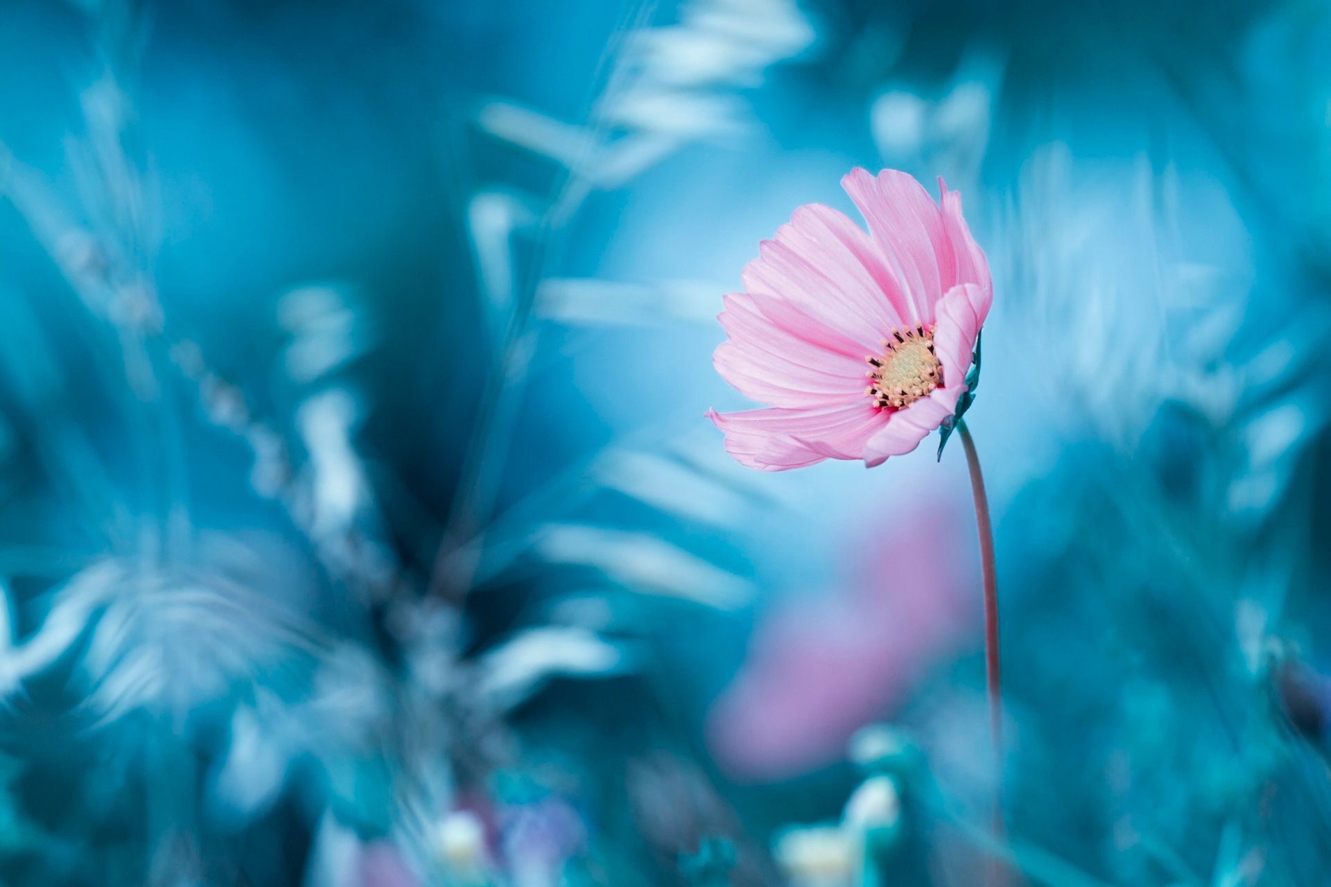 fleur fond bokeh