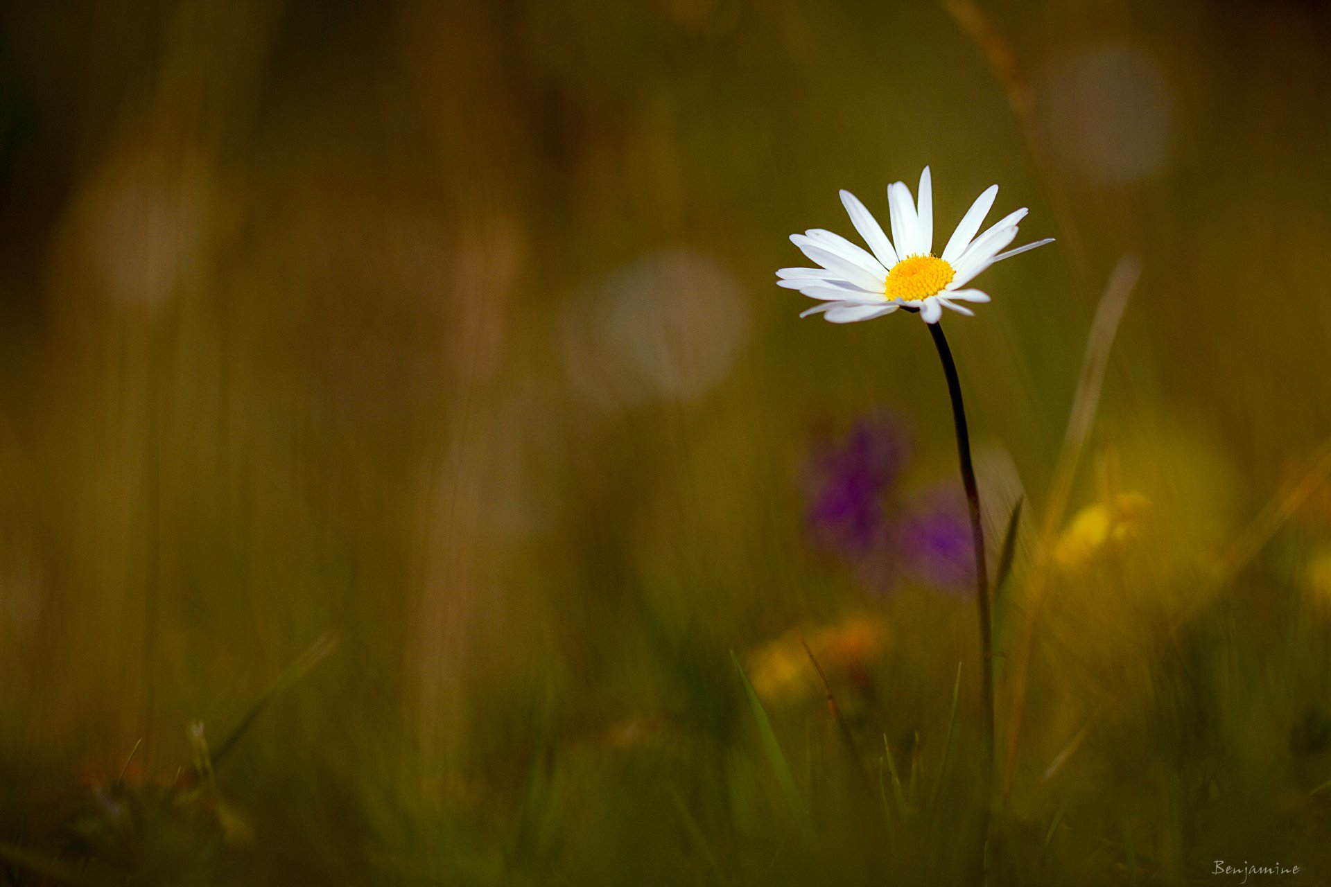 benjamine grass flower daisy white