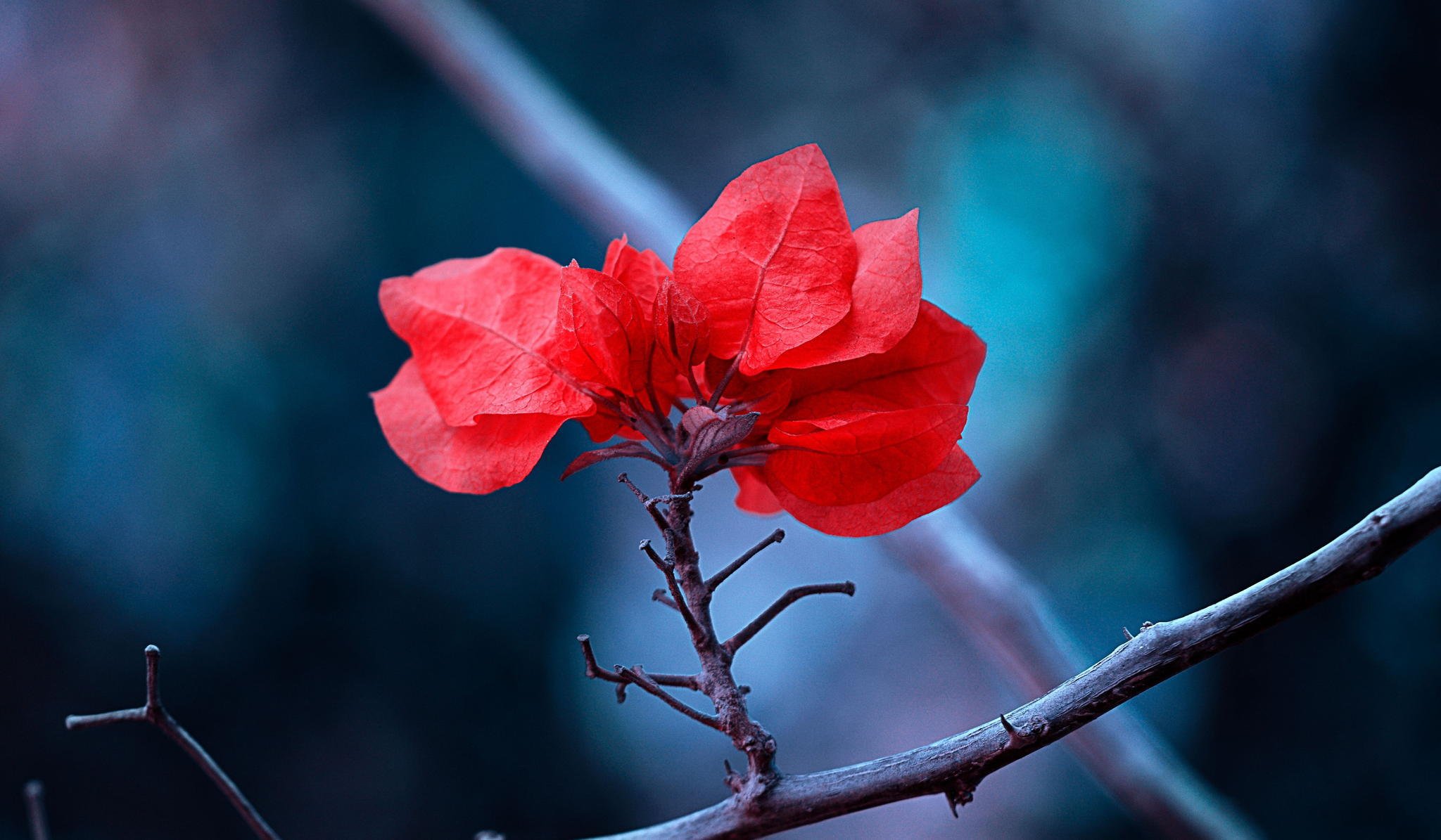 branche feuilles rouge nature gros plan