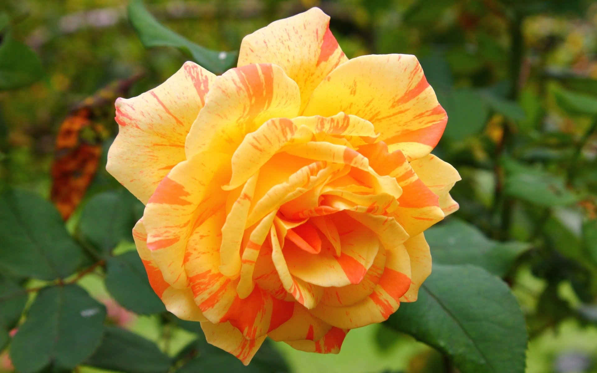 rosa bocciolo petali macro