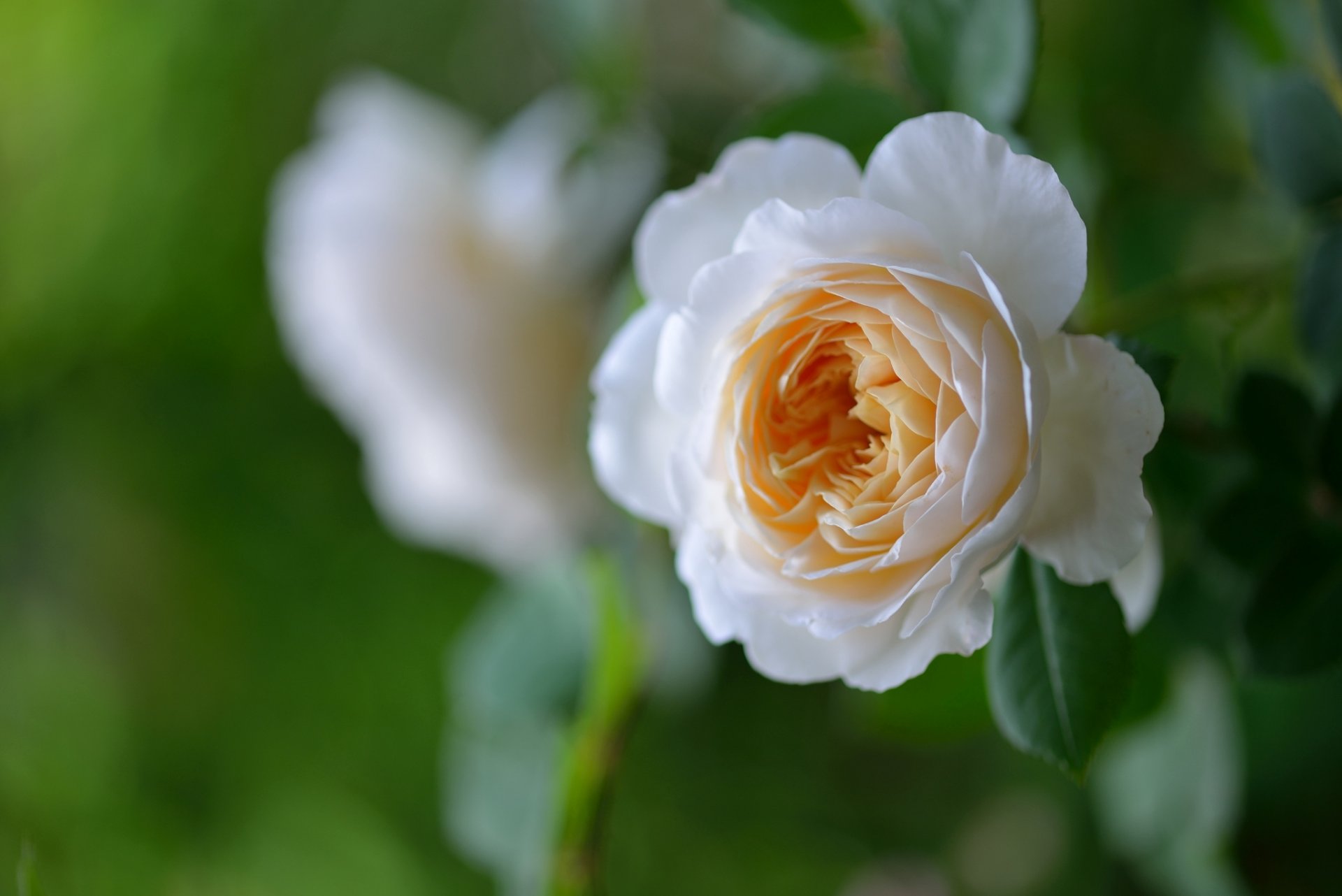 rosa bocciolo macro