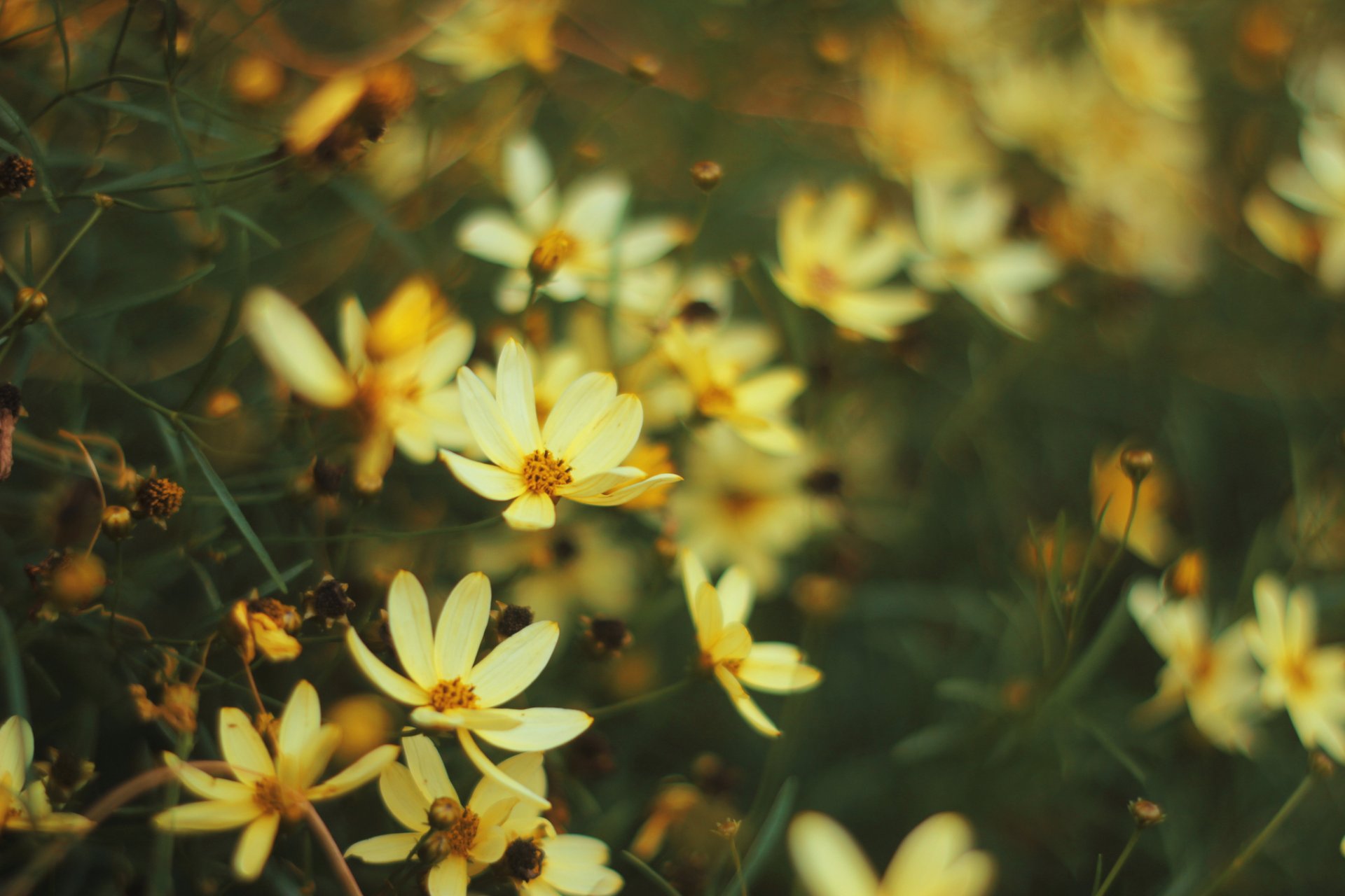 blumen gelb kosmea unschärfe