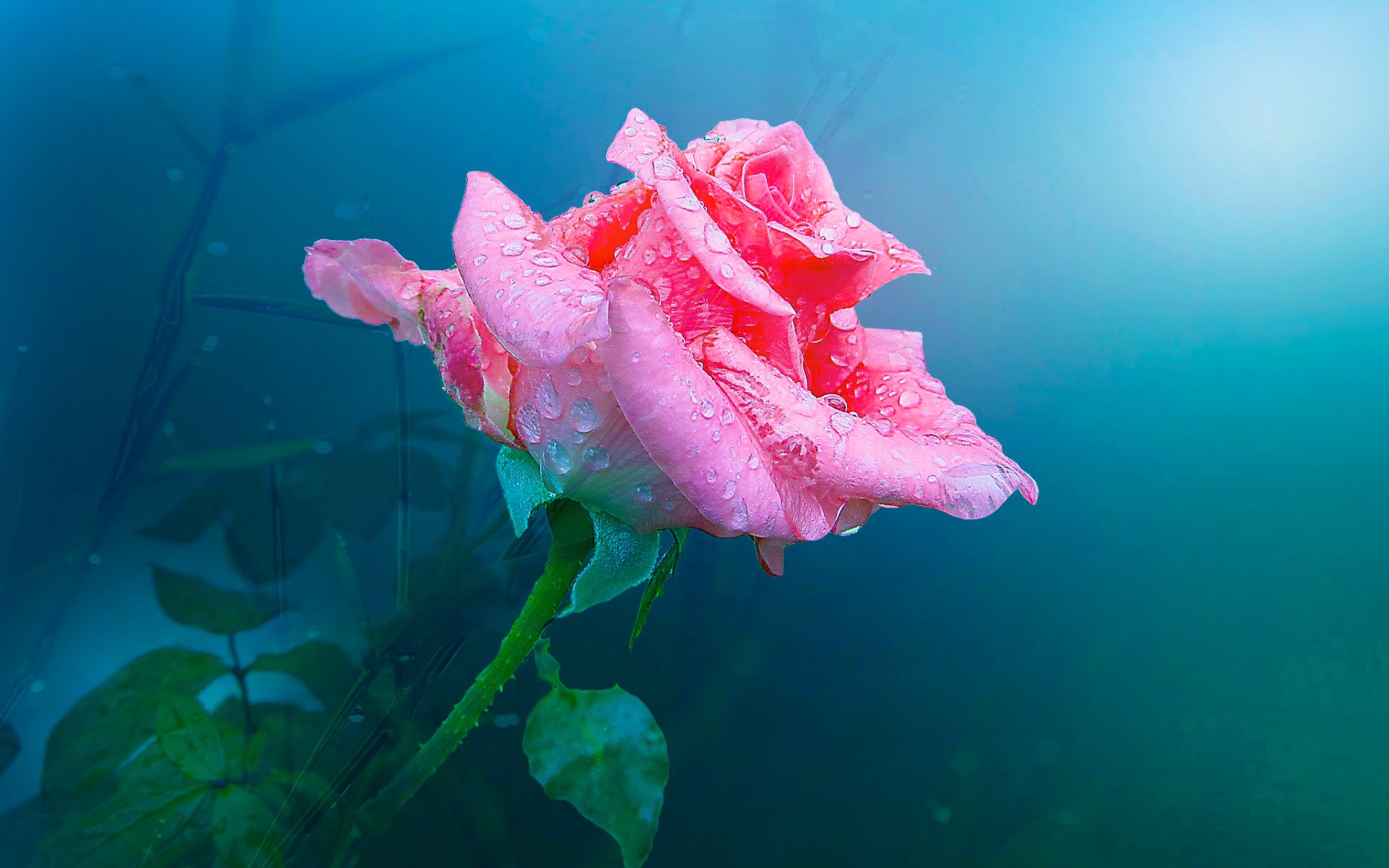 rose bud petals pink drops water background