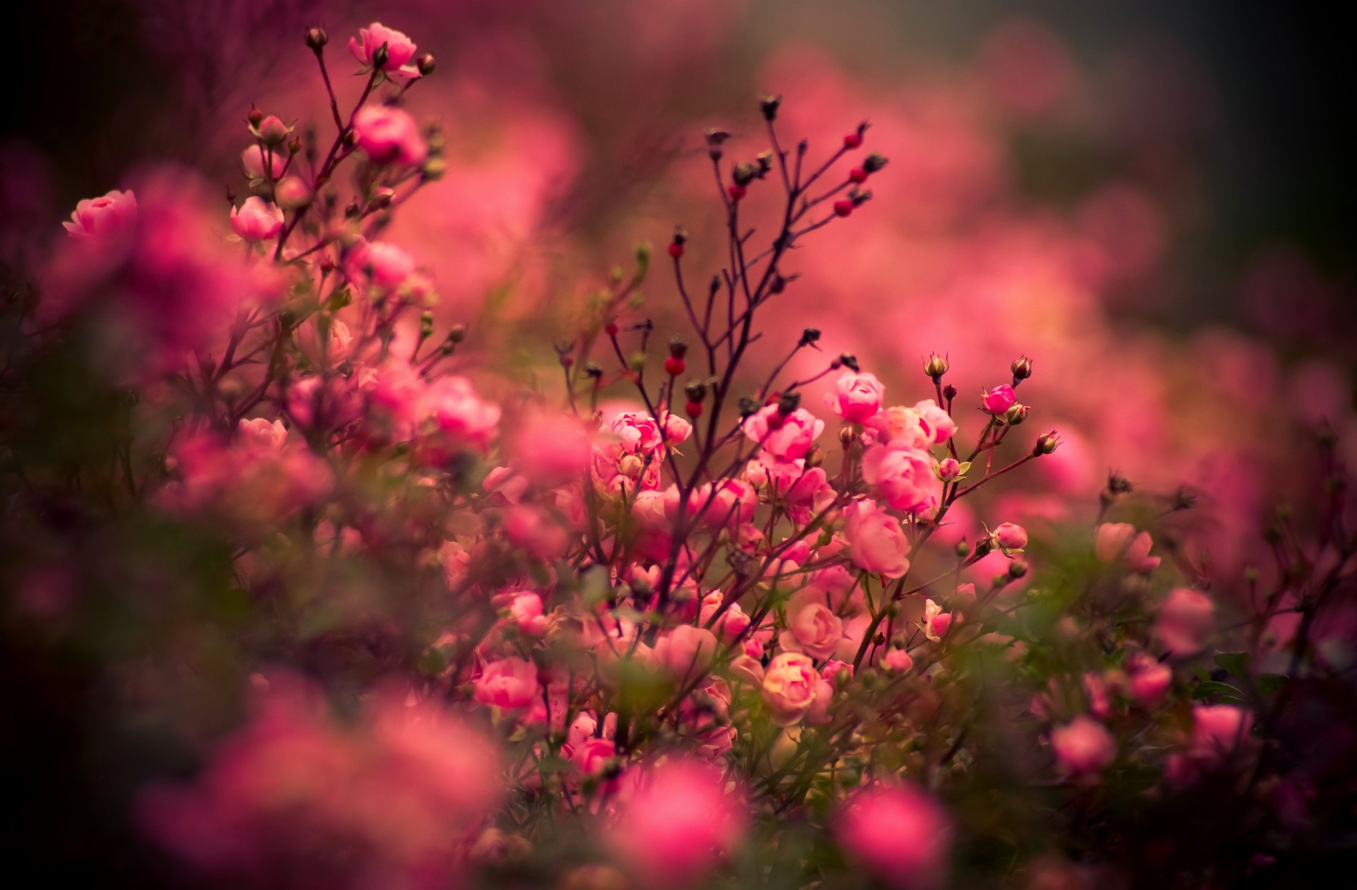 flores rosas flor rosa naturaleza