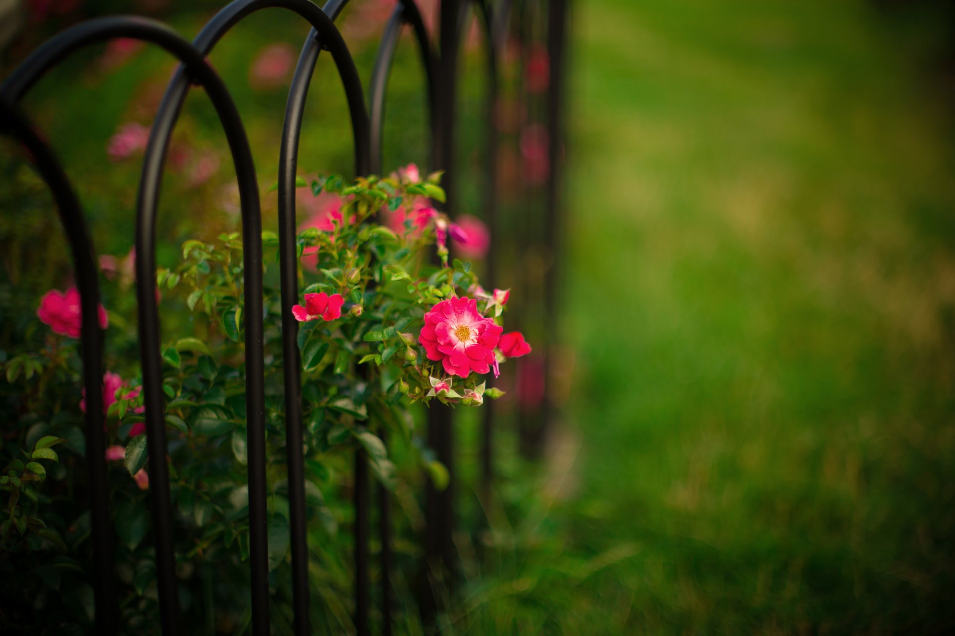 róże krzew kwiaty ogrodzenie pręty ogród natura bokeh