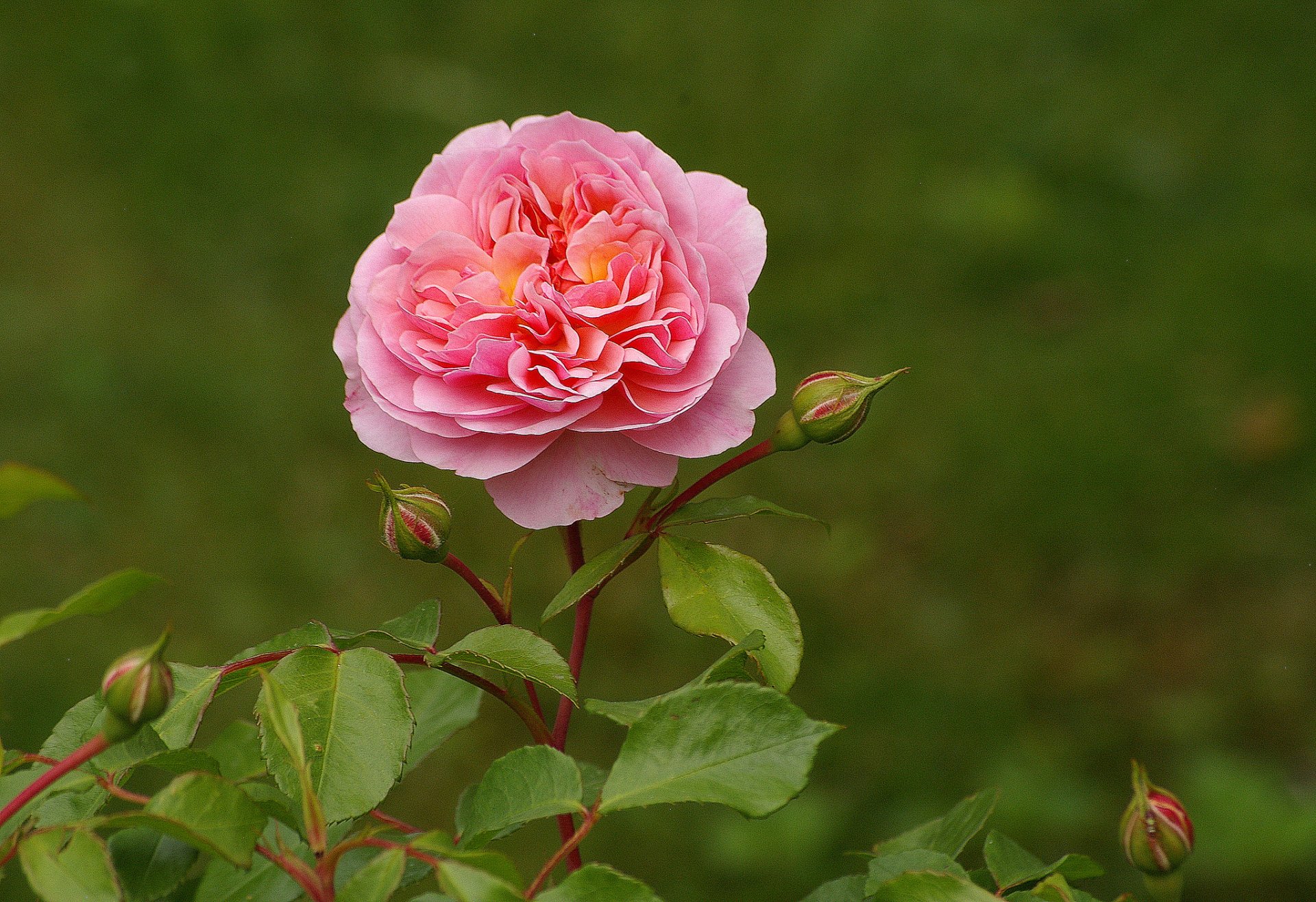 rosa brotes hojas