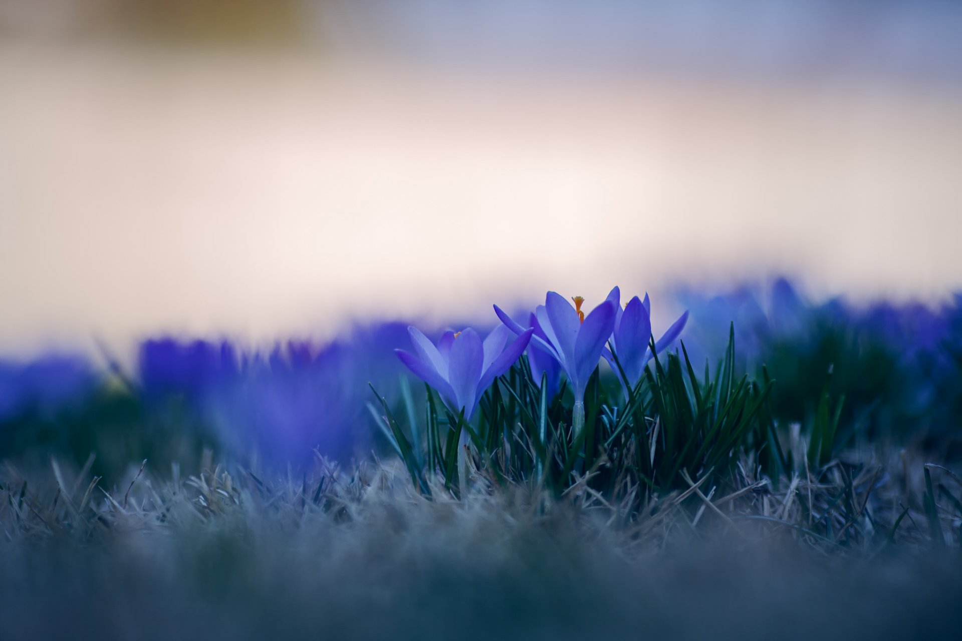 crocus blue petals flower grass close up blur