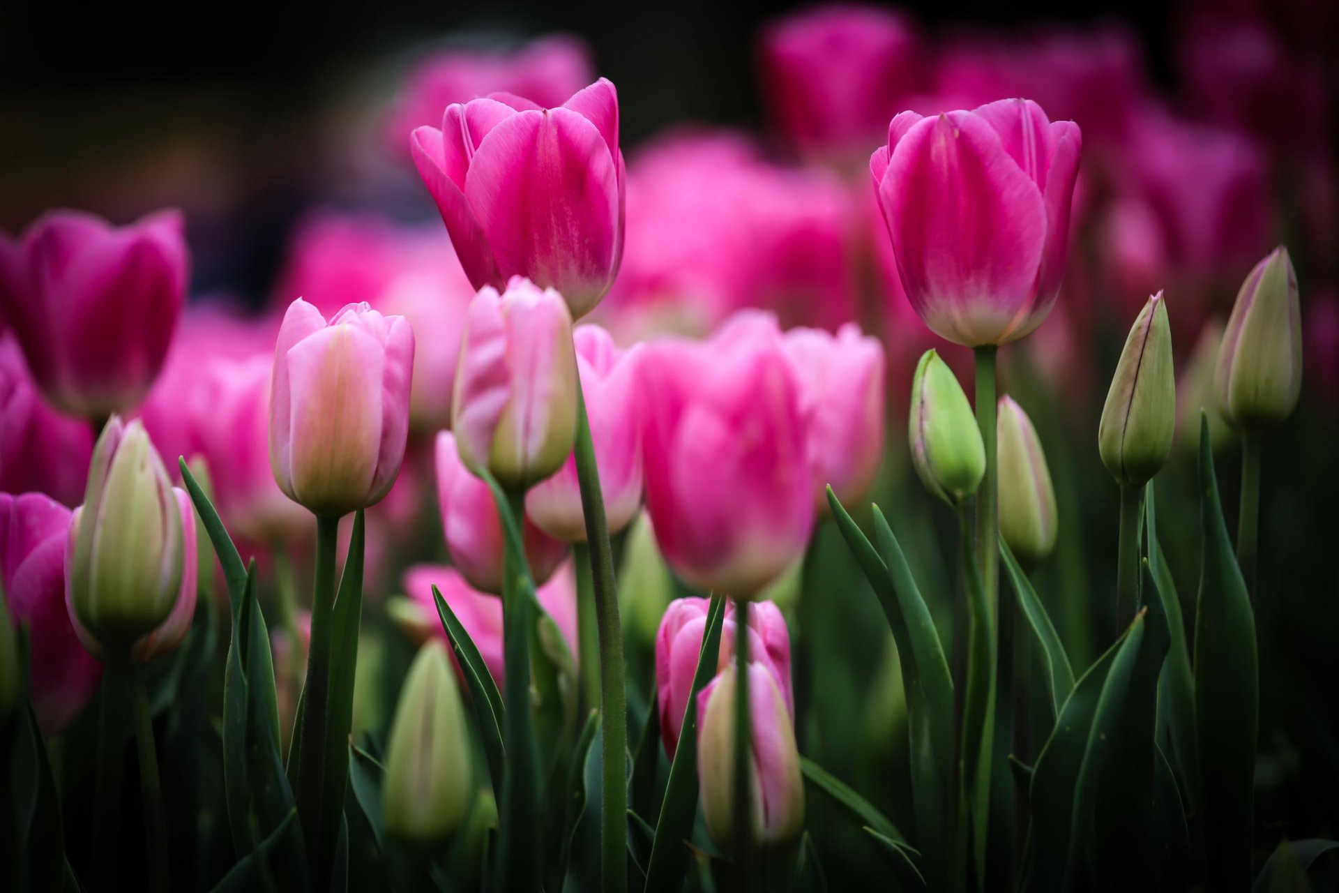 tulips pink flower buds bed