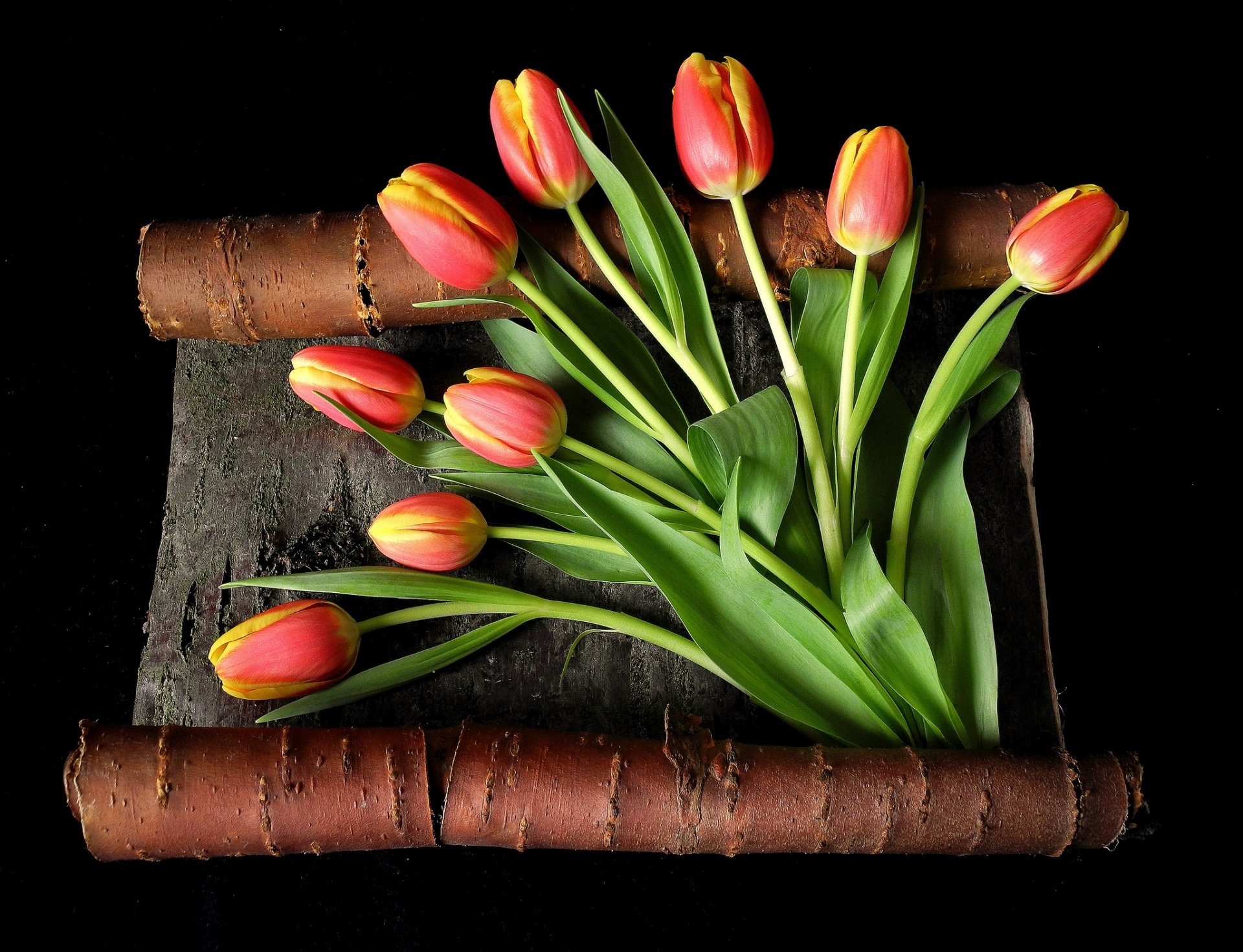 tulpen blumen rot gelb knospen stiele blätter rinde schwarzer hintergrund