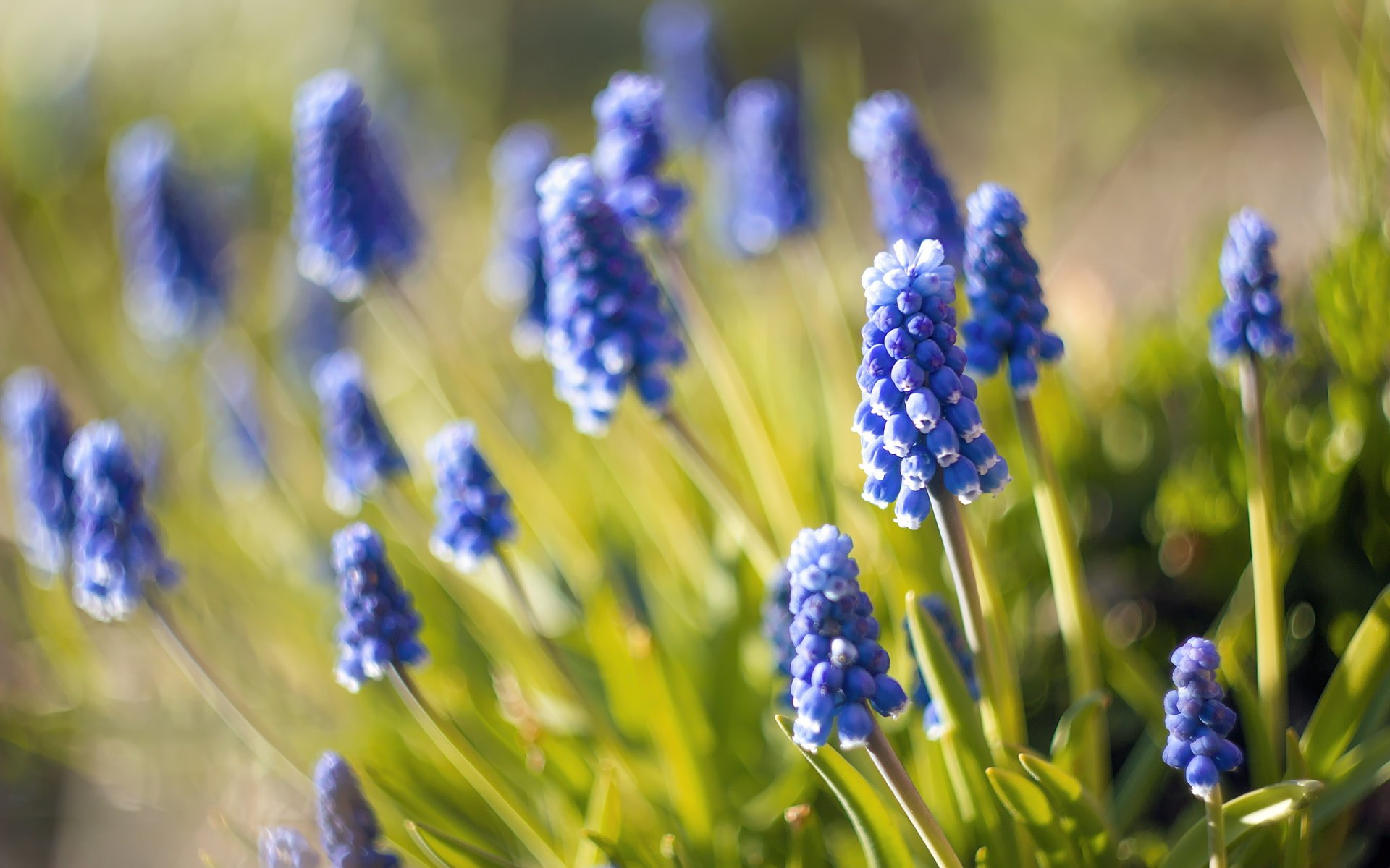 muscari niebieskie kwiaty makro rozmycie natura