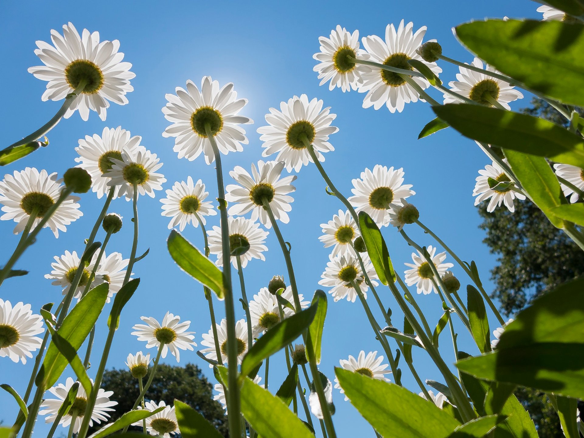 gänseblümchen sommer sonne