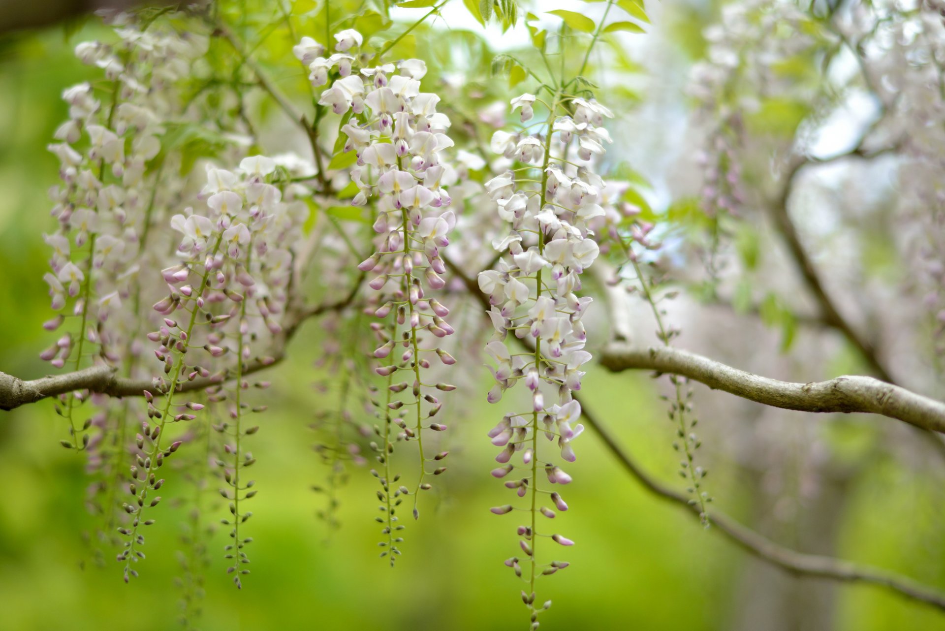 drzewo natura wisteria kwiatostany