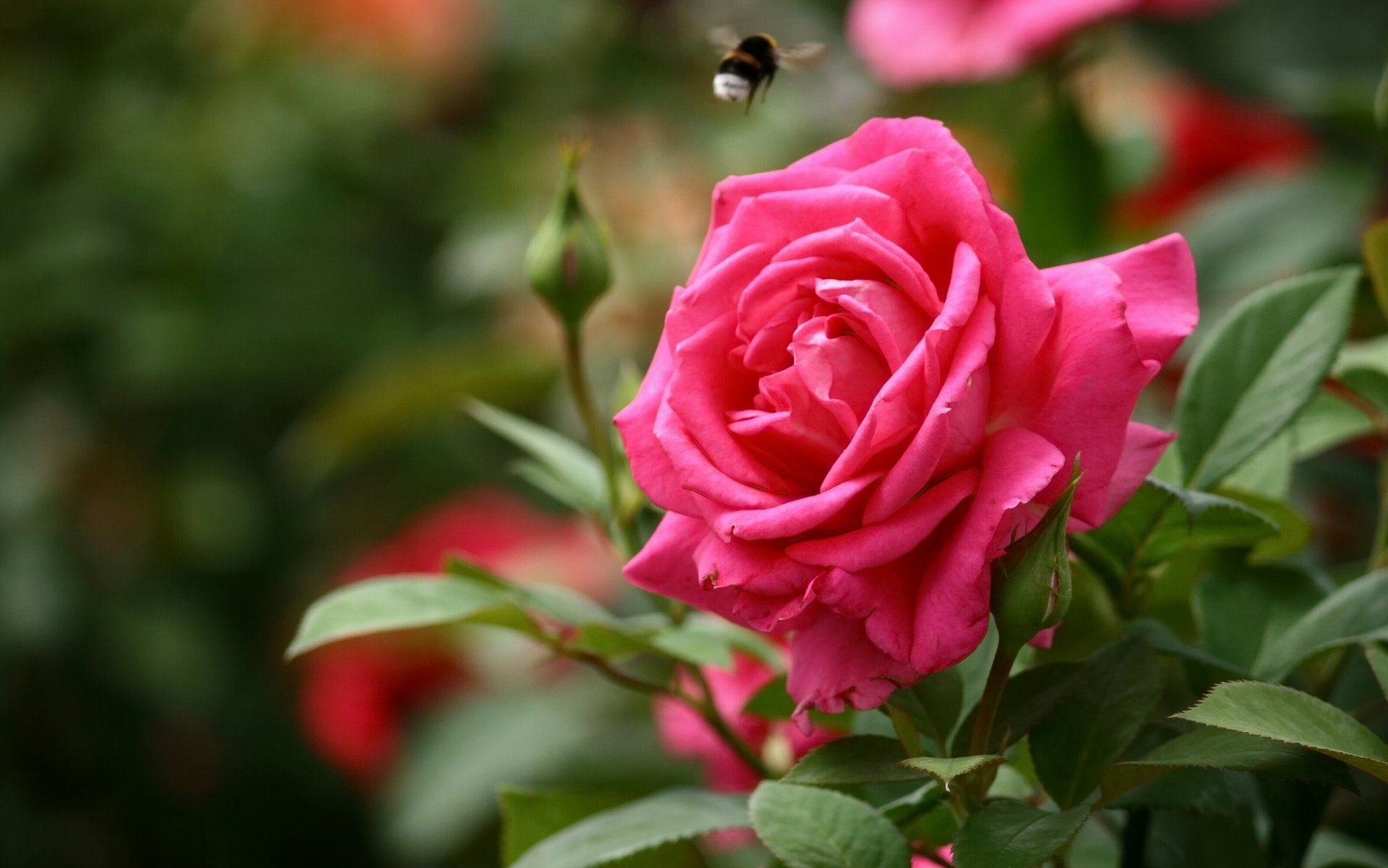 rose buds bumblebee