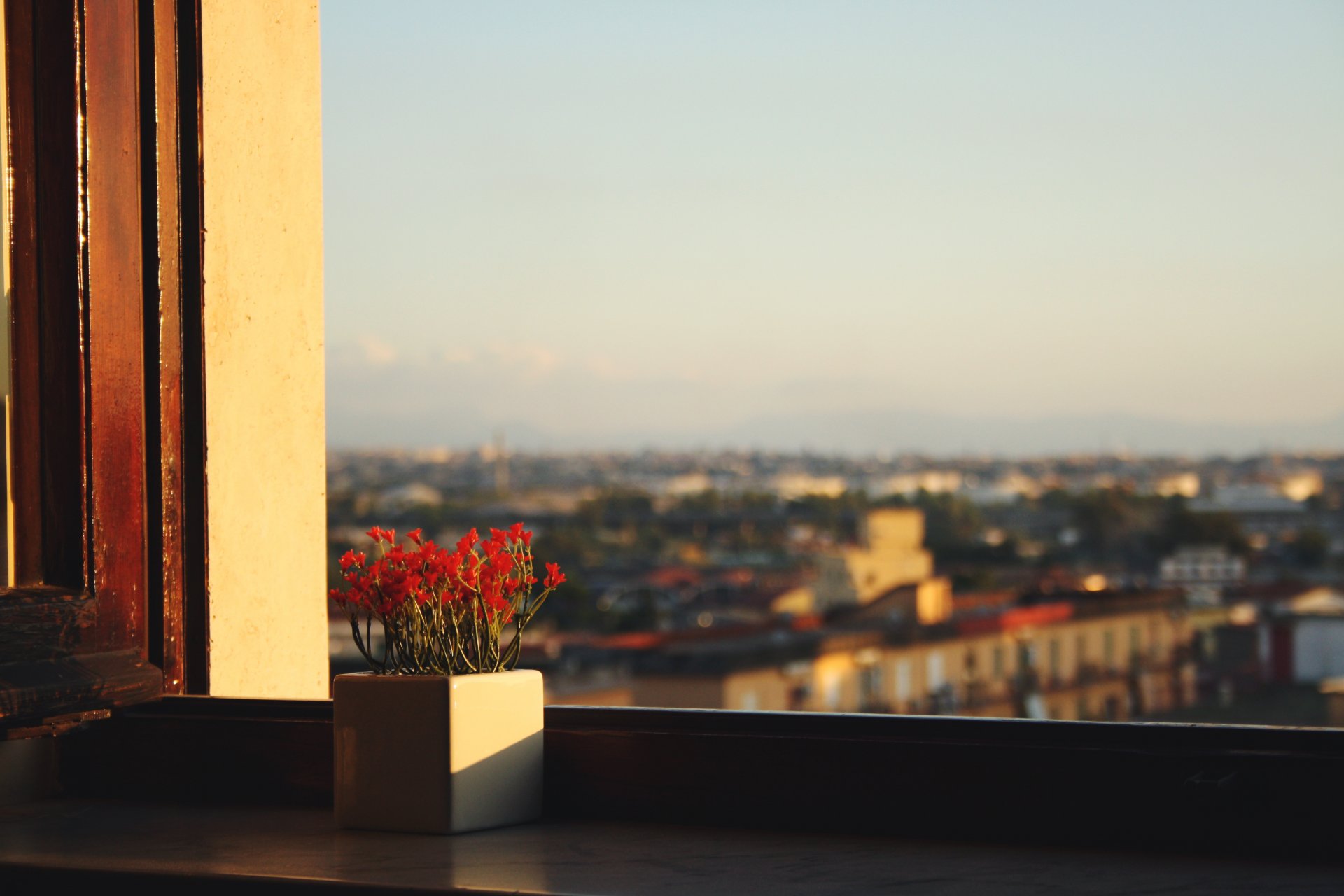 fiori finestra davanzale vaso vista cielo