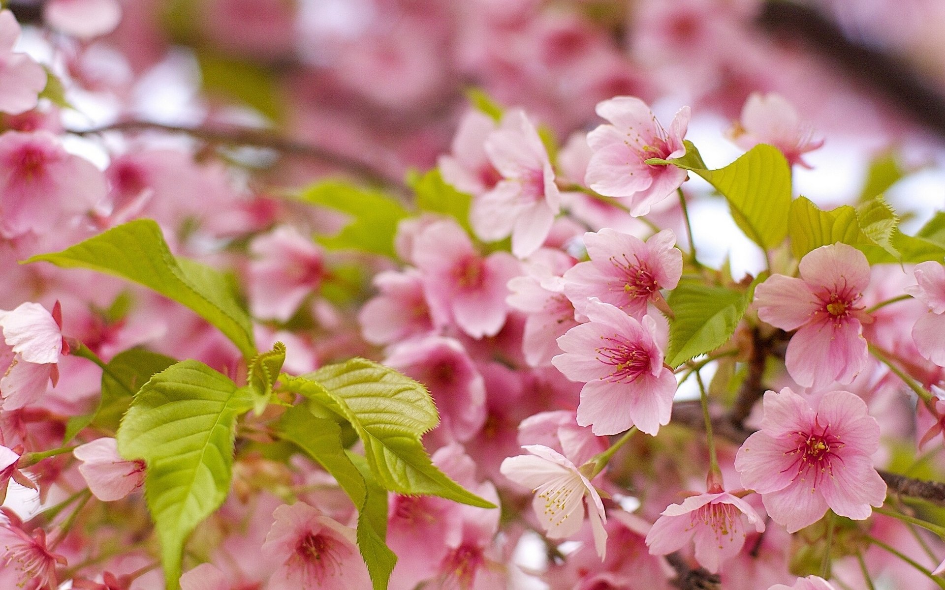 sakura cerise gros plan feuilles floraison printemps