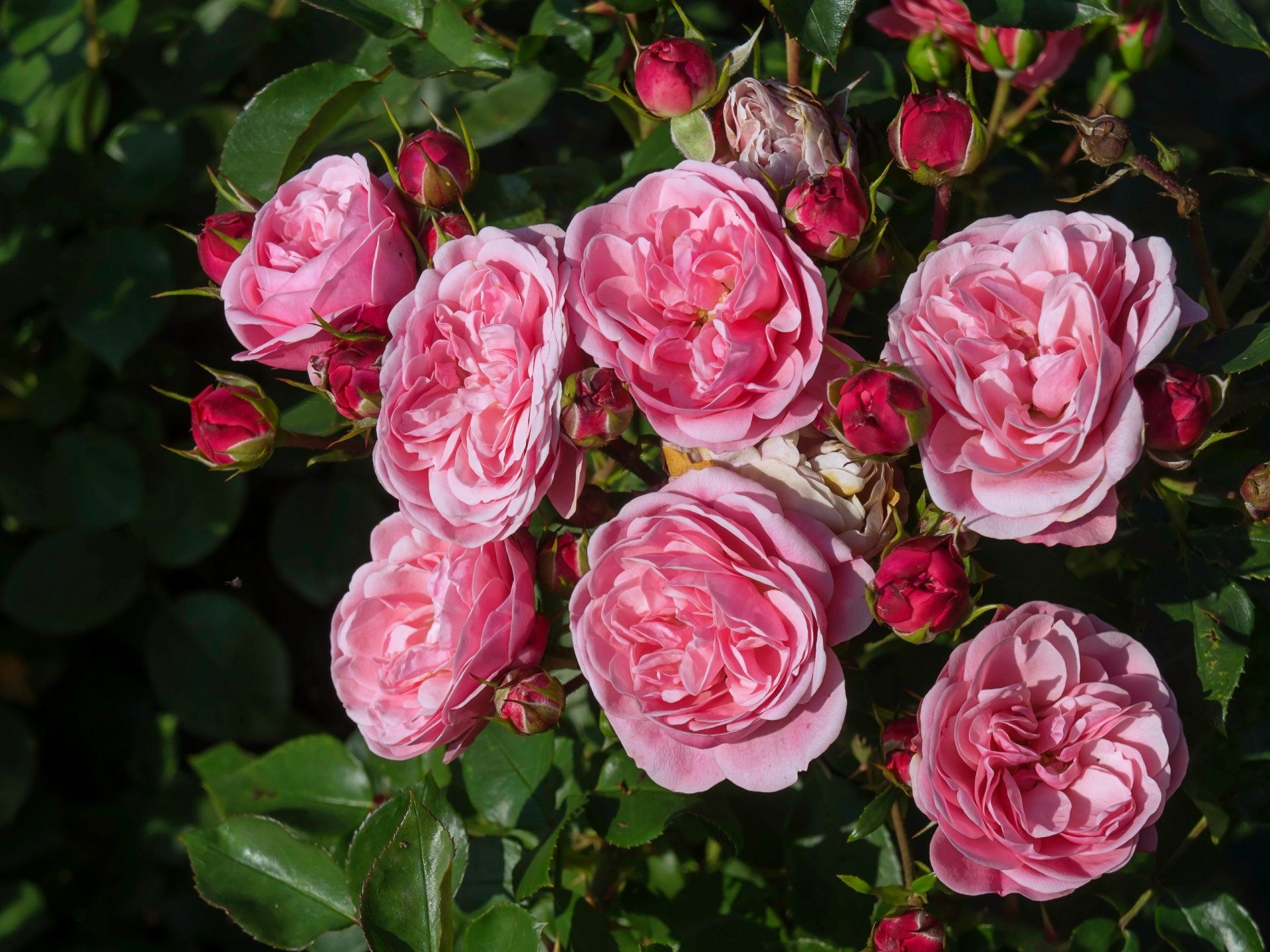 roses bourgeons rosier