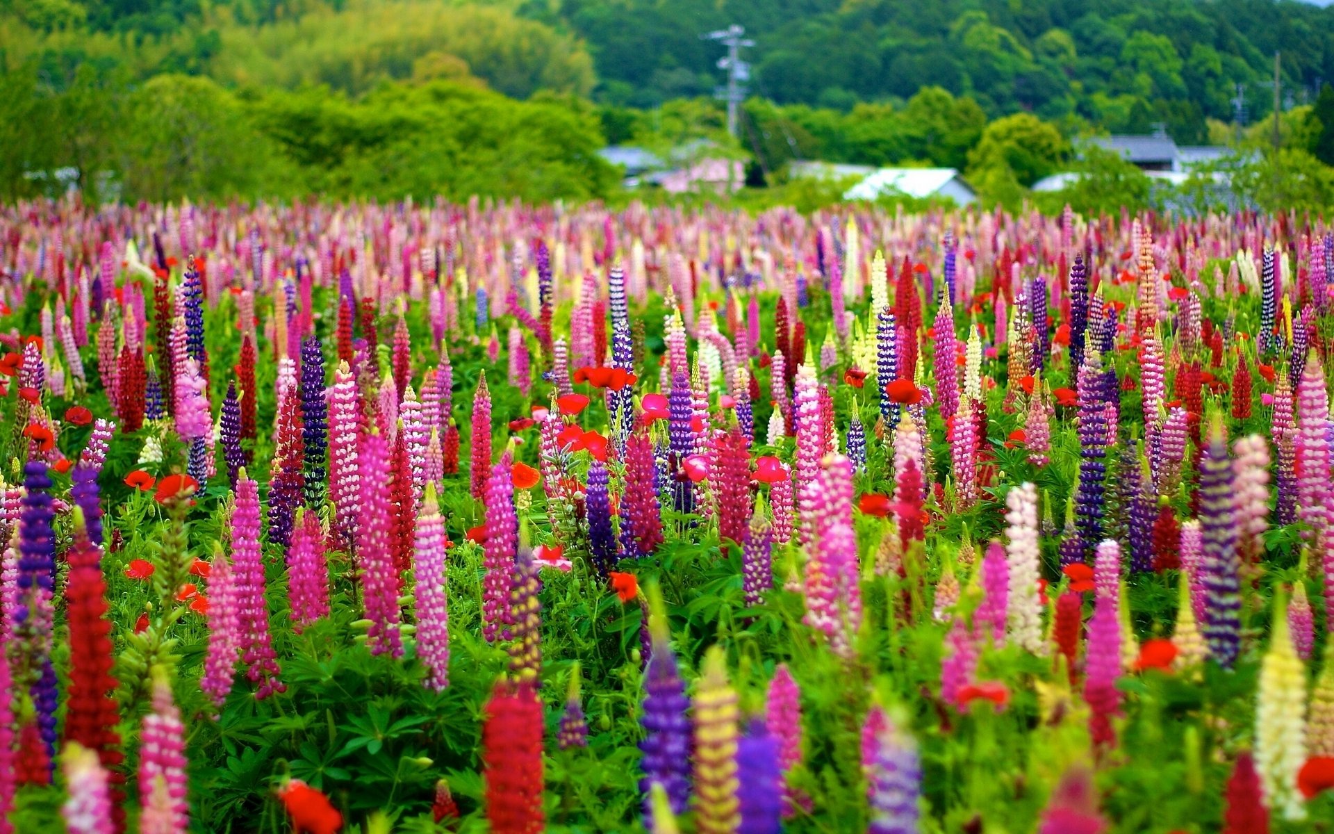 lupin multicolore pré bokeh