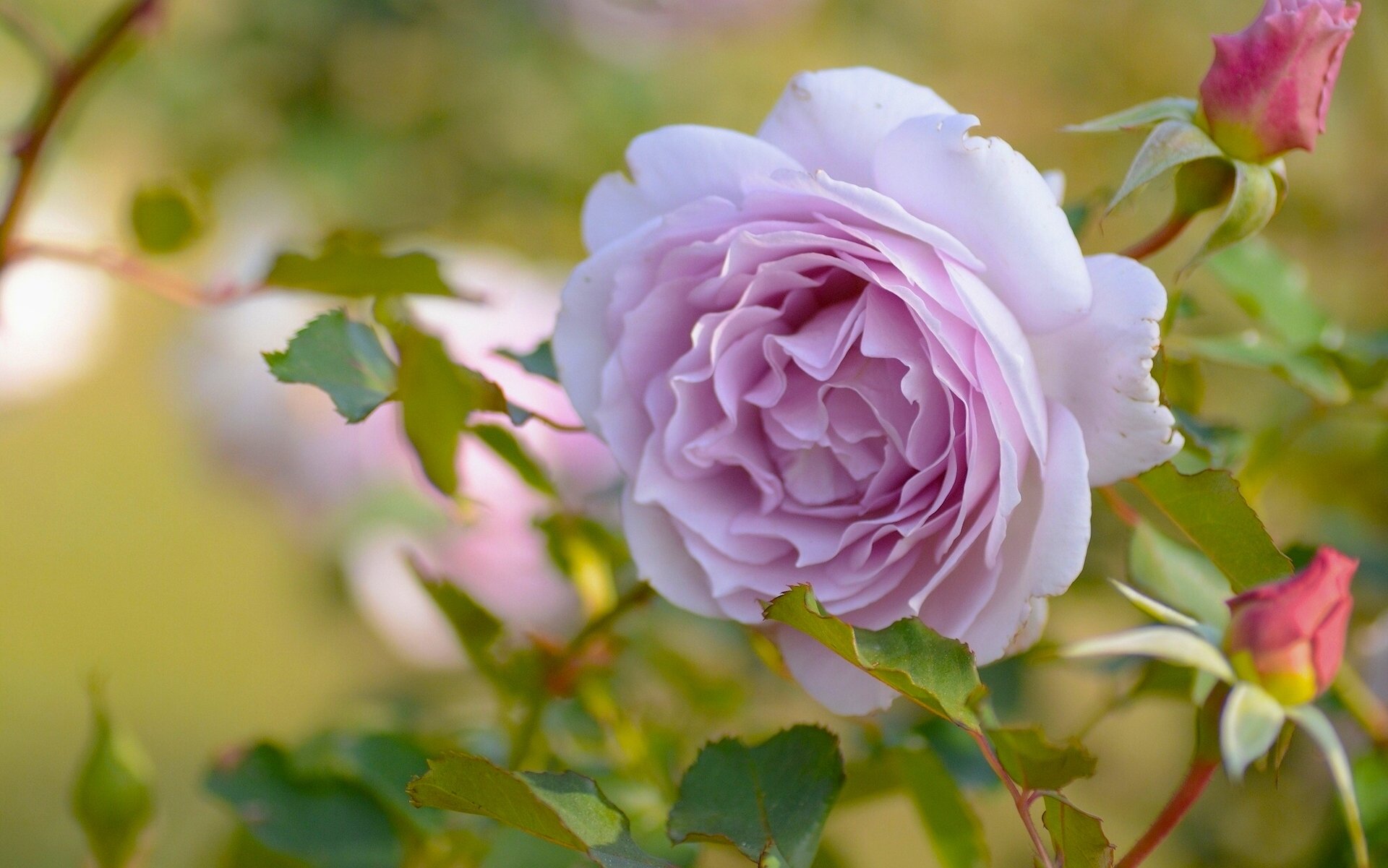 rosa brotes macro