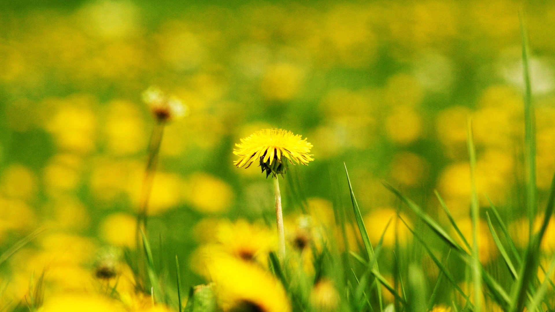 fiori fiorellino fiore dente di leone giallo sfocatura campo bokeh sfondo carta da parati widescreen schermo intero widescreen widescreen