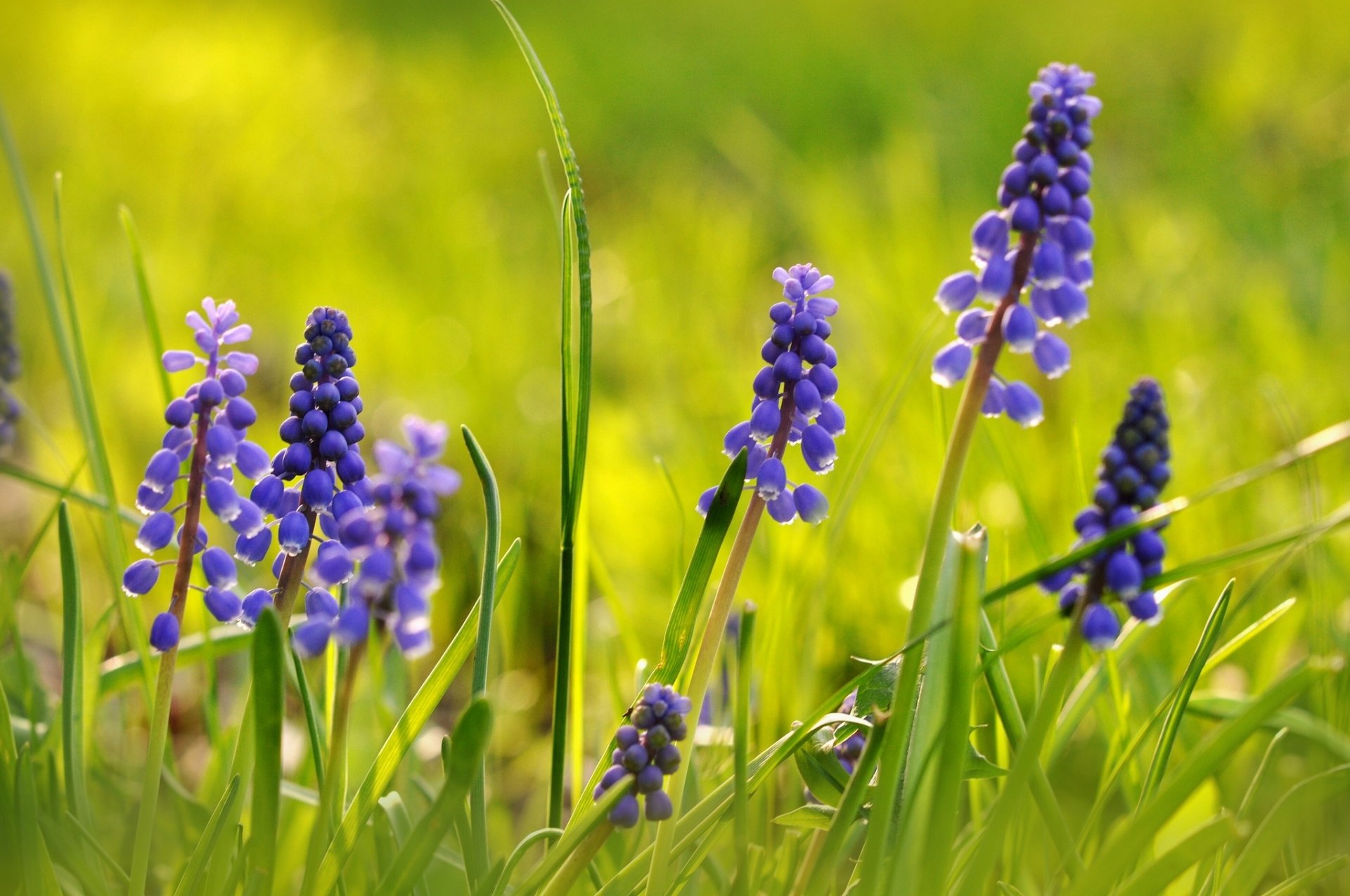 cebula żmija hiacynt mysi muscari makro