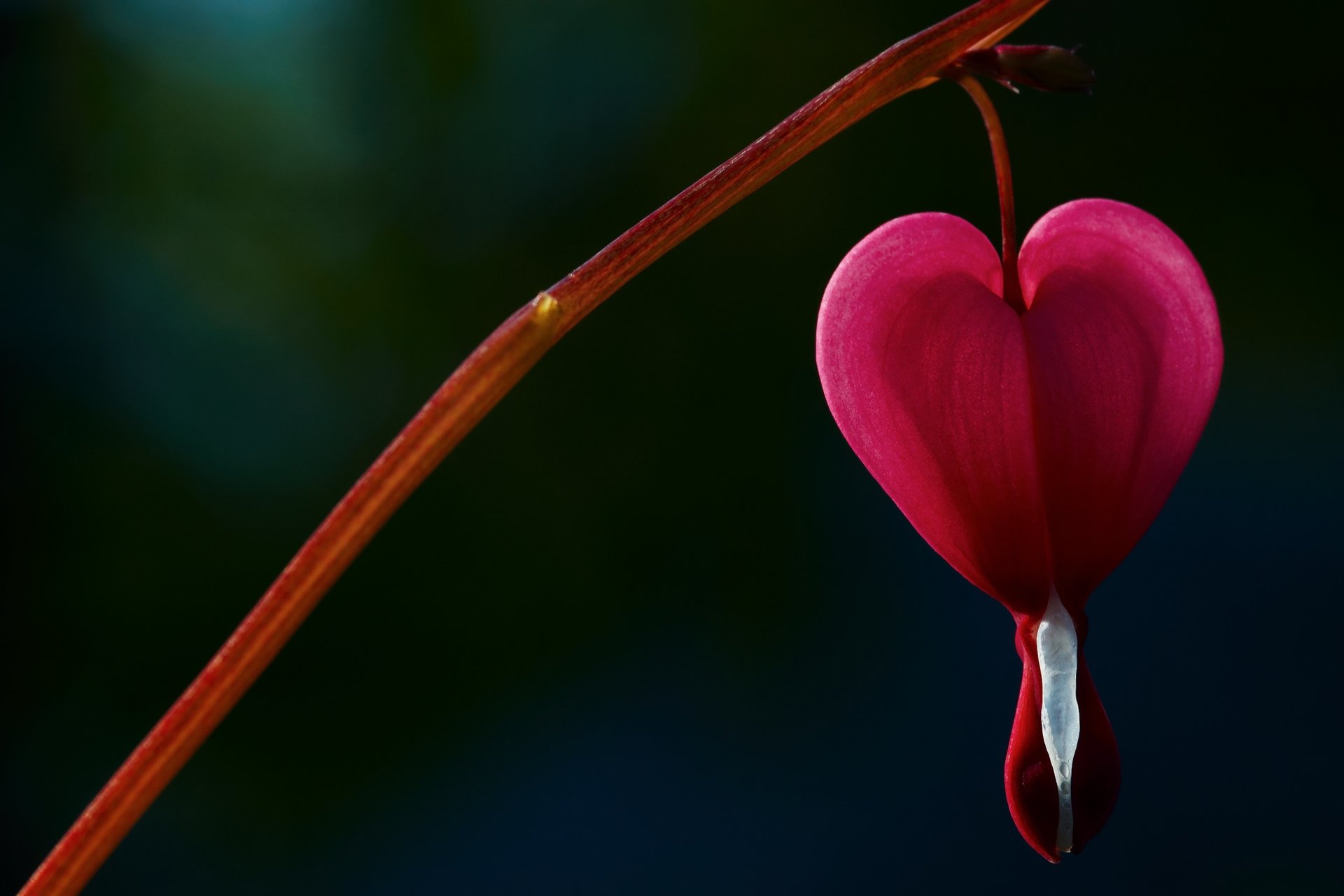 flores flor flor corazón roto corazón llorón corazón rosa árbol desenfoque fondo papel pintado pantalla ancha pantalla completa pantalla ancha