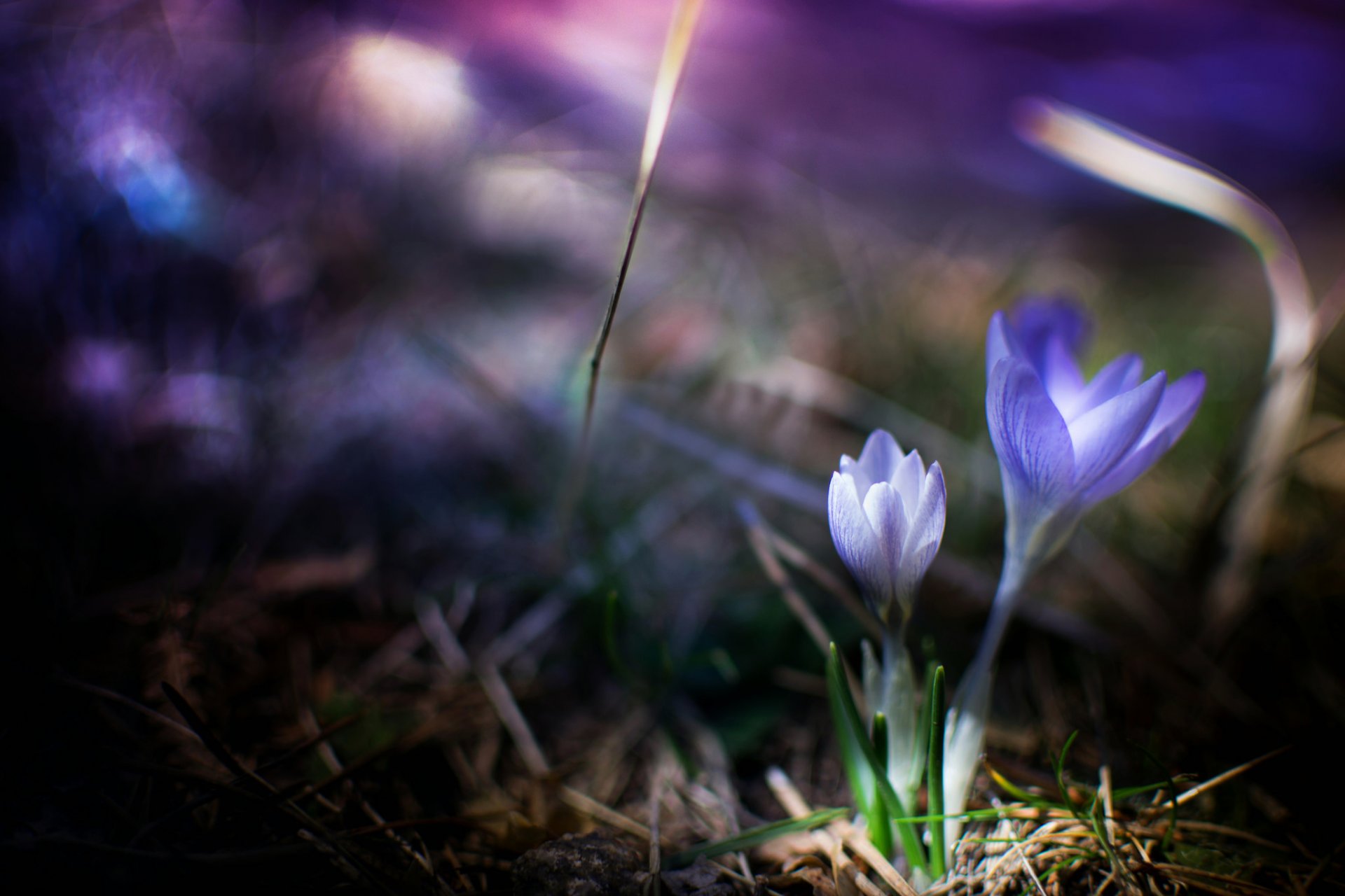 crocus lilas fleurs herbe printemps nature