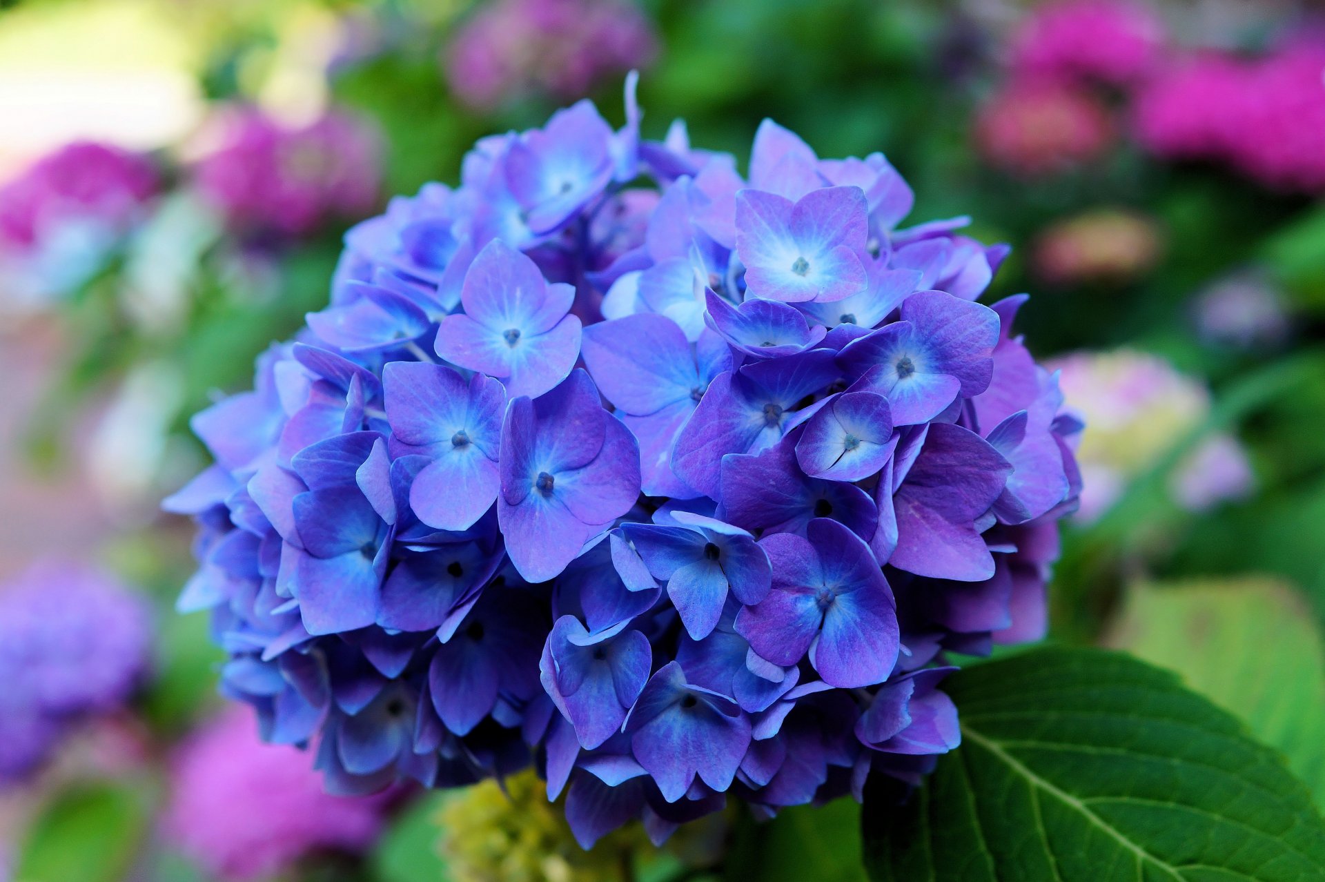 hydrangea flower blue inflorescence petals leaves close up