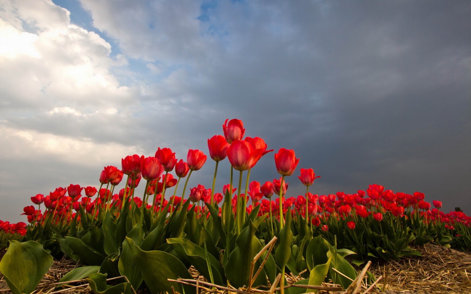 tulips the field sky nature