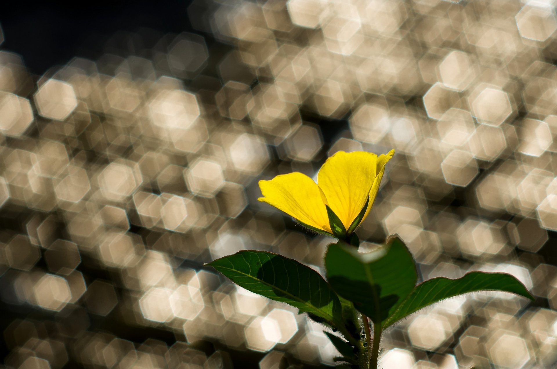 blume gelb blätter blendung