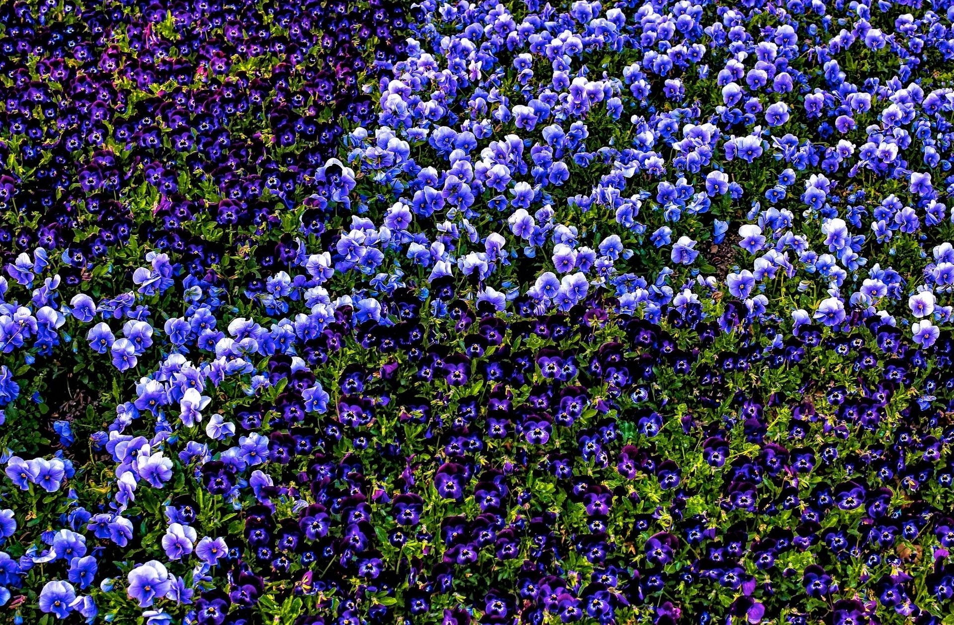 viole del pensiero viola da giardino viola