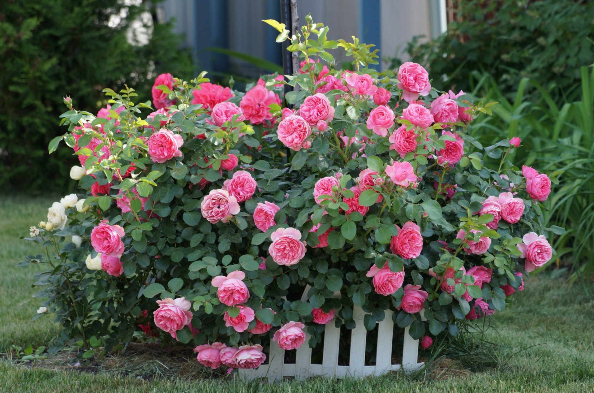 fiori rose cespuglio boccioli rosa recinto erba vegetazione