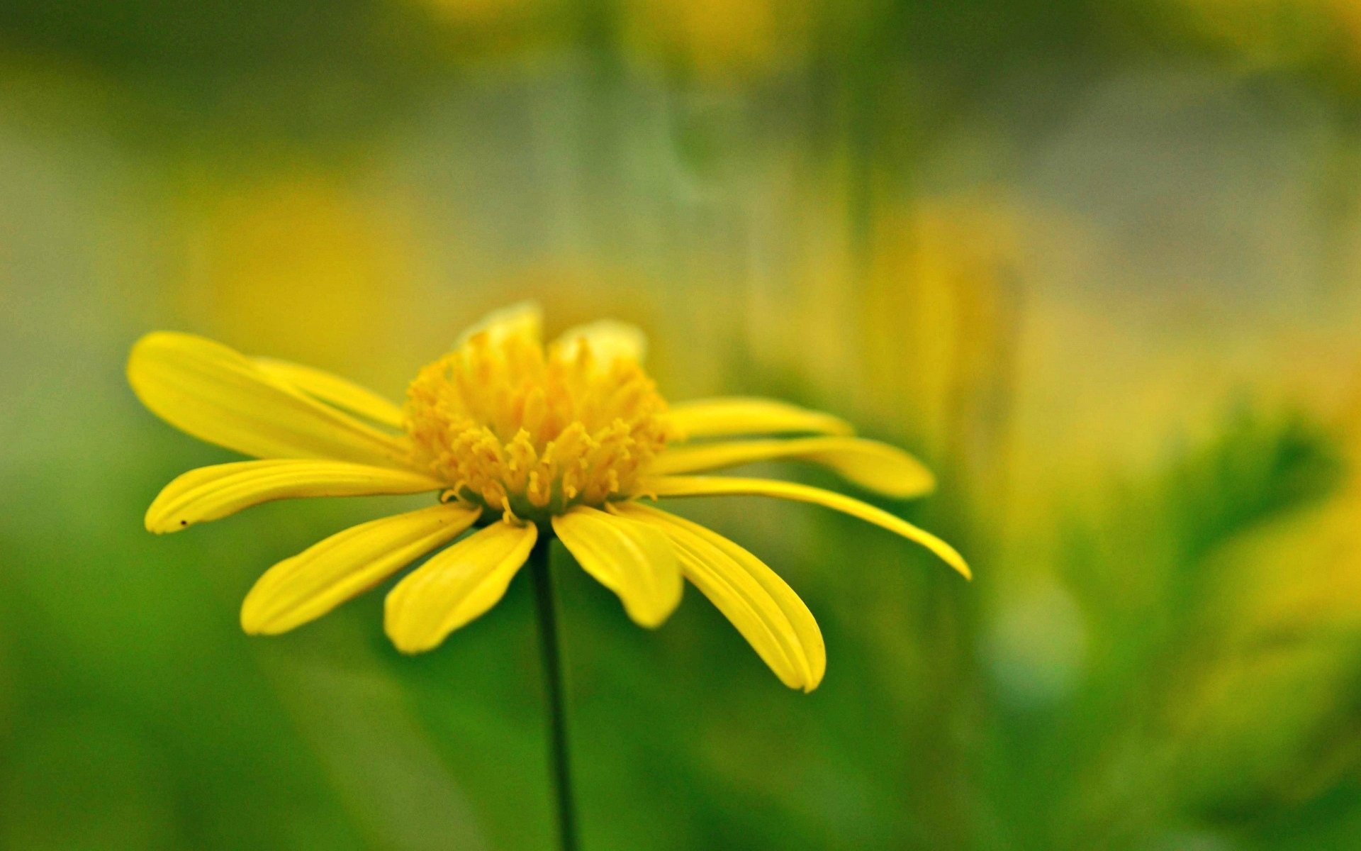 flowers flower yellow blur background wallpaper widescreen fullscreen widescreen widescreen