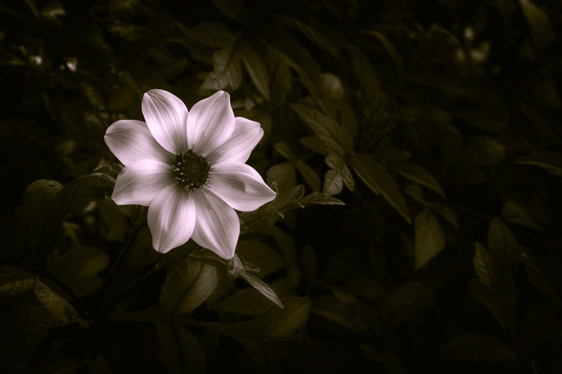 fiore petali foglie