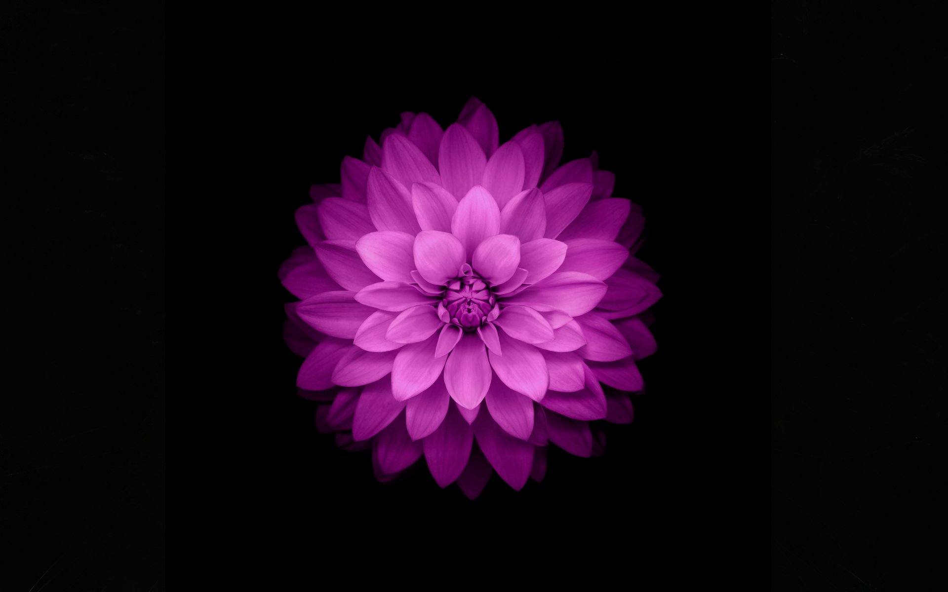 apple ios 8 flower purple black background petal