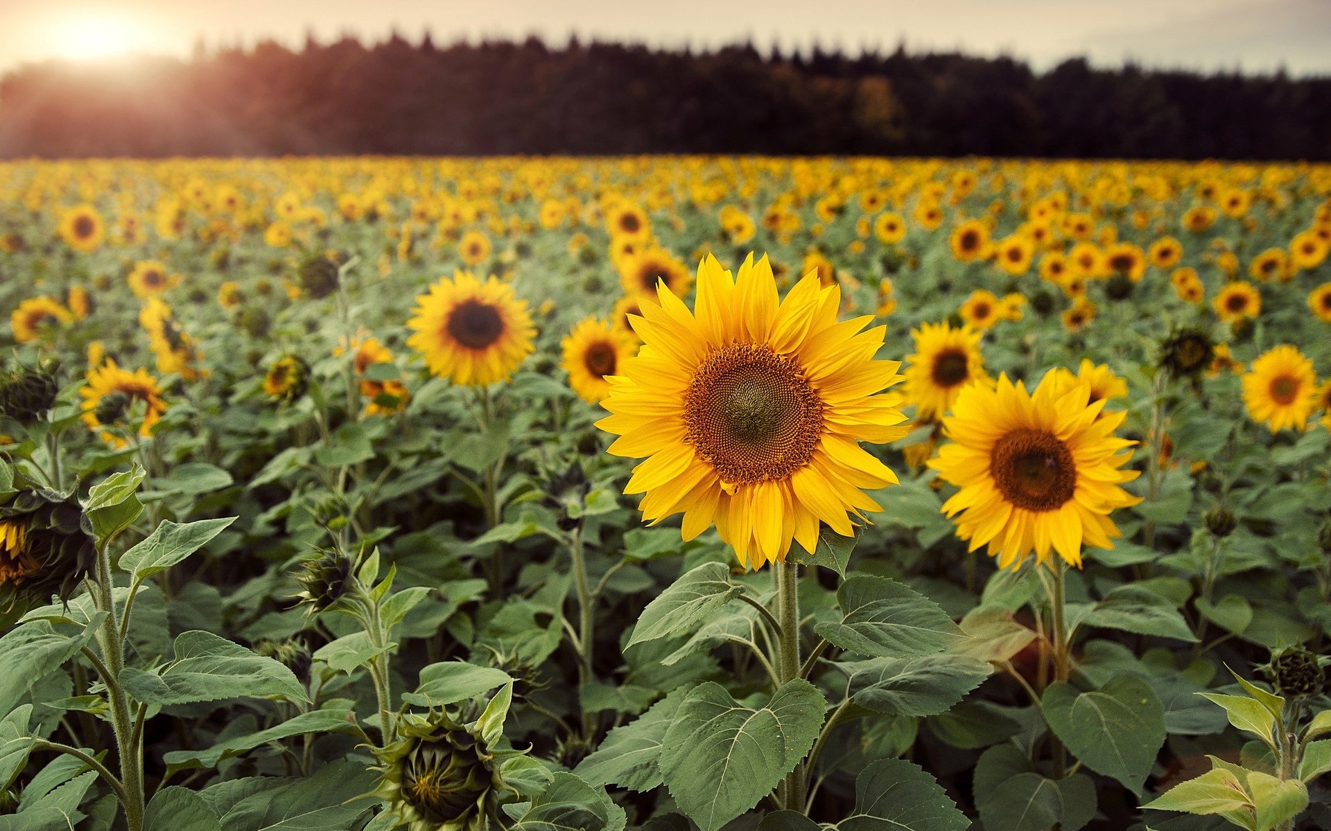 blumen blumen sonnenblume feld blätter hintergrund tapete widescreen vollbild widescreen