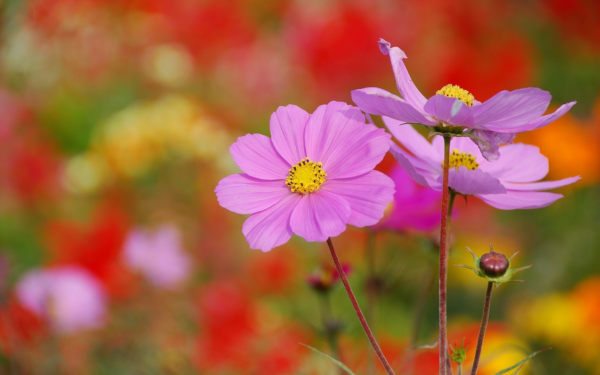 cosmea kosmos makro