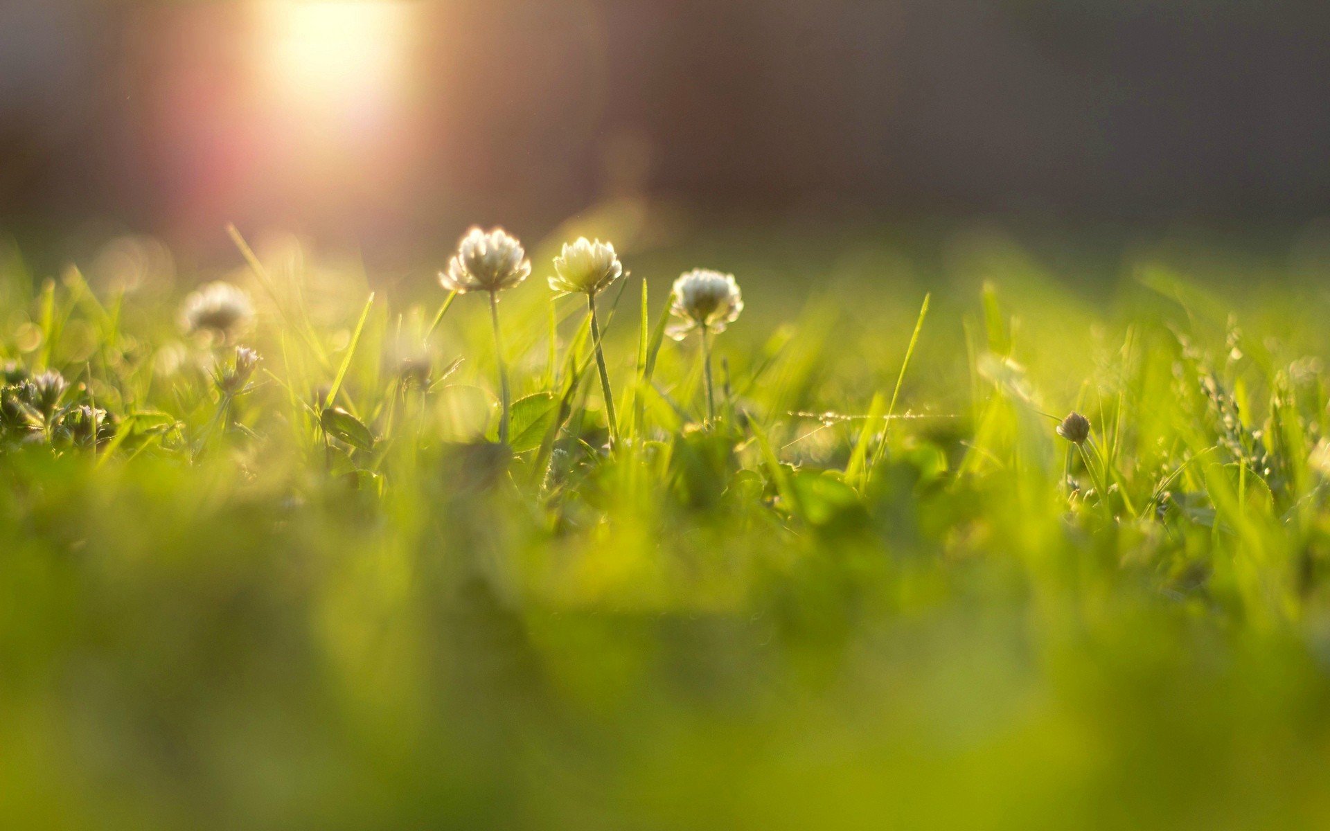 fiori fiori fiorellino erba verde prato sole bokeh sfocatura fiore raggi macro sfondo carta da parati widescreen schermo intero widescreen widescreen