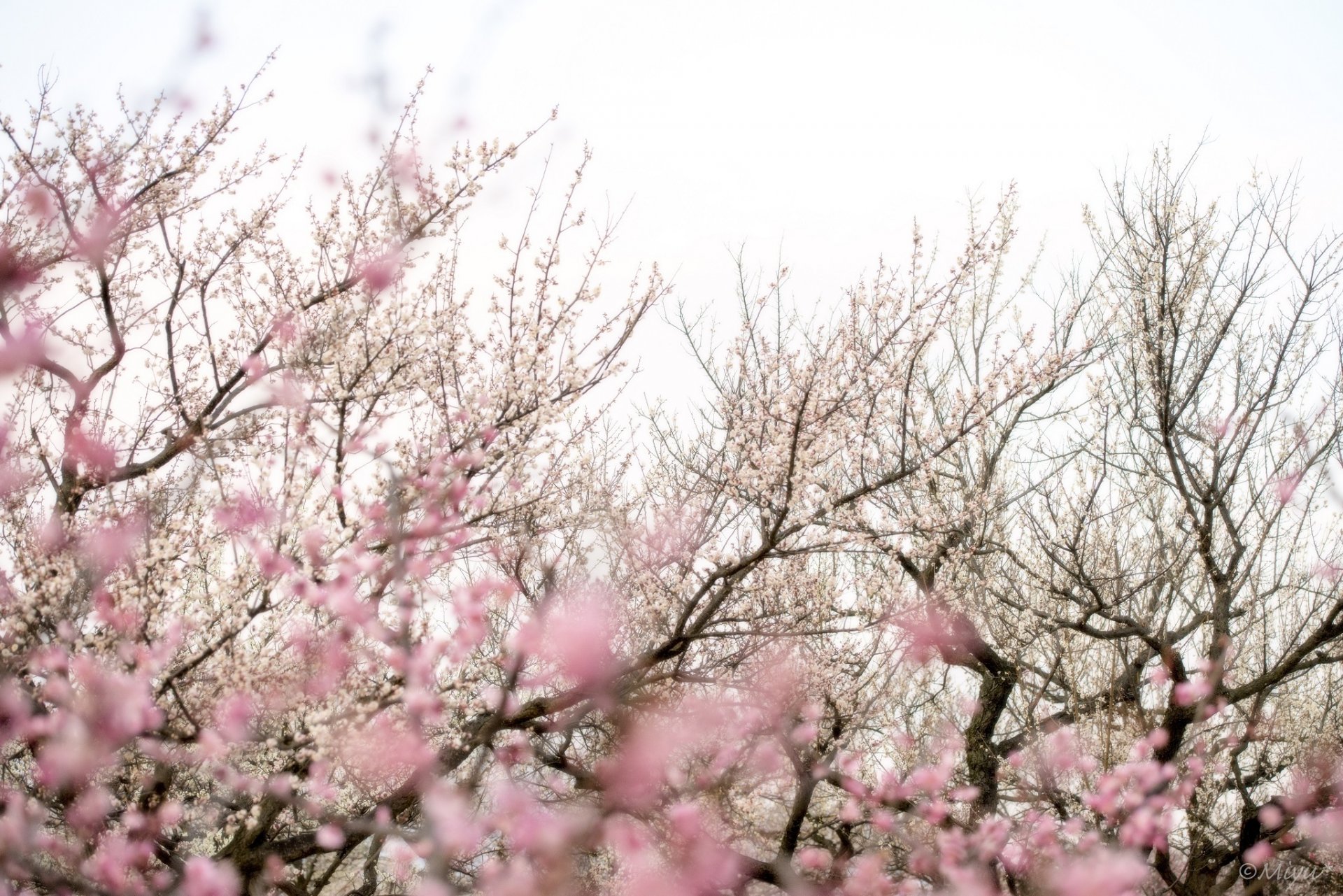 arbres branches sakura fleurs rose floraison printemps