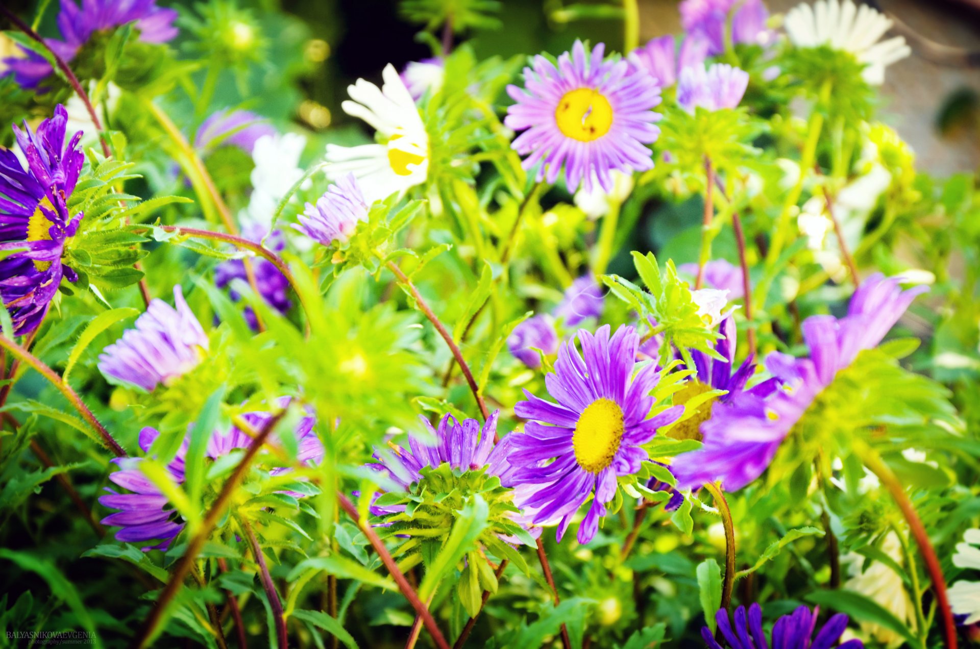 blumen schön niedlich sommer makro wochenendhaus natur landschaft foto im sommer