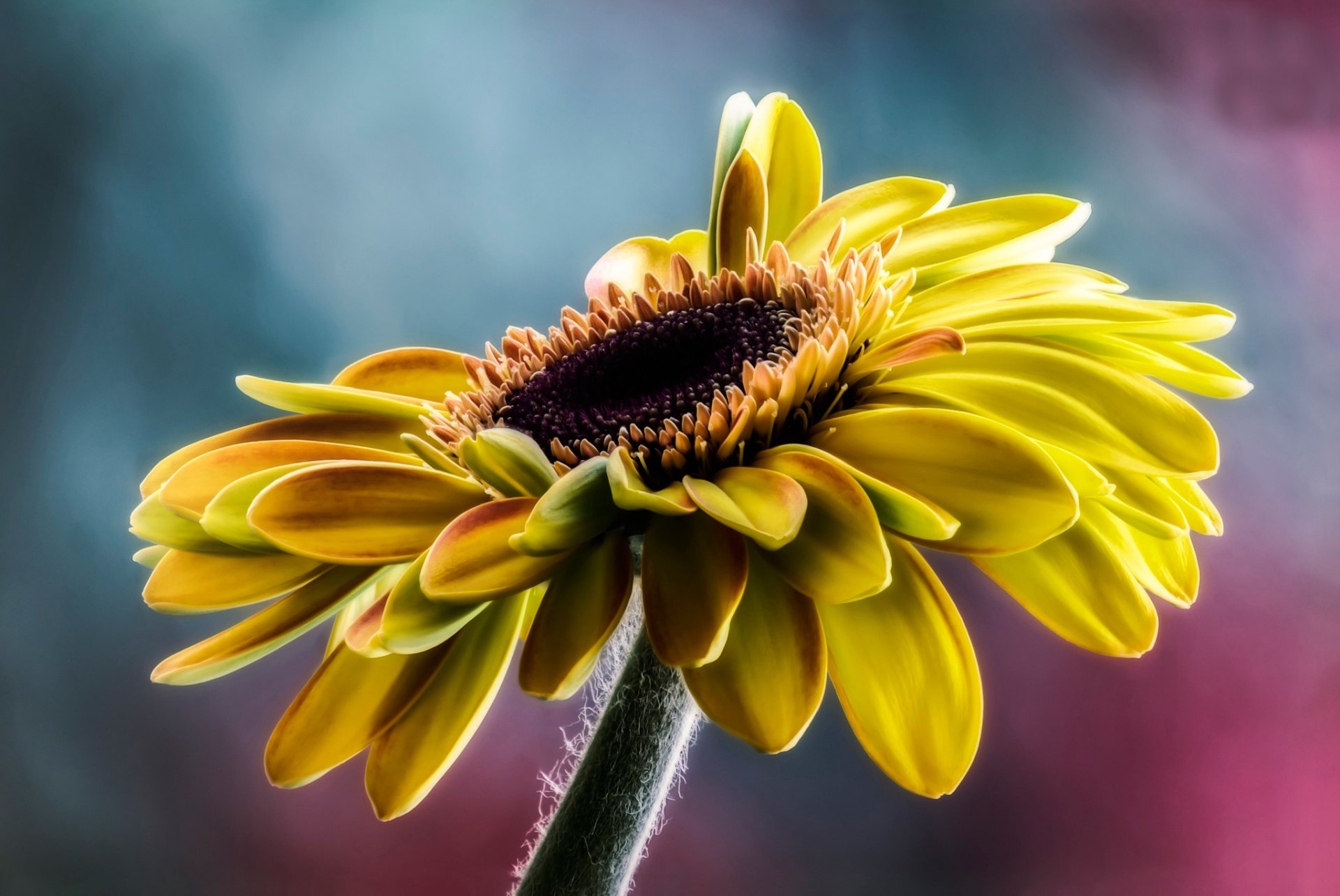 girasol pétalos macro