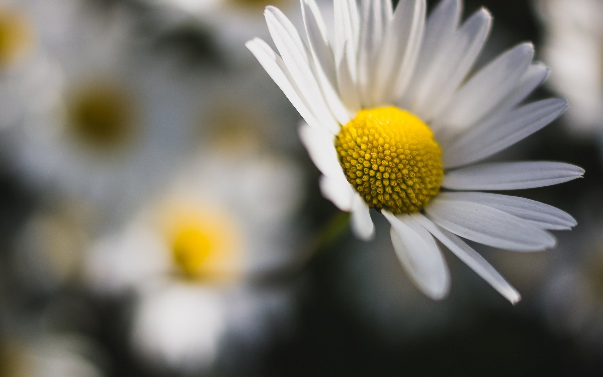 fleurs camomille marguerites fleurs flou arrière-plan papier peint écran large plein écran écran large