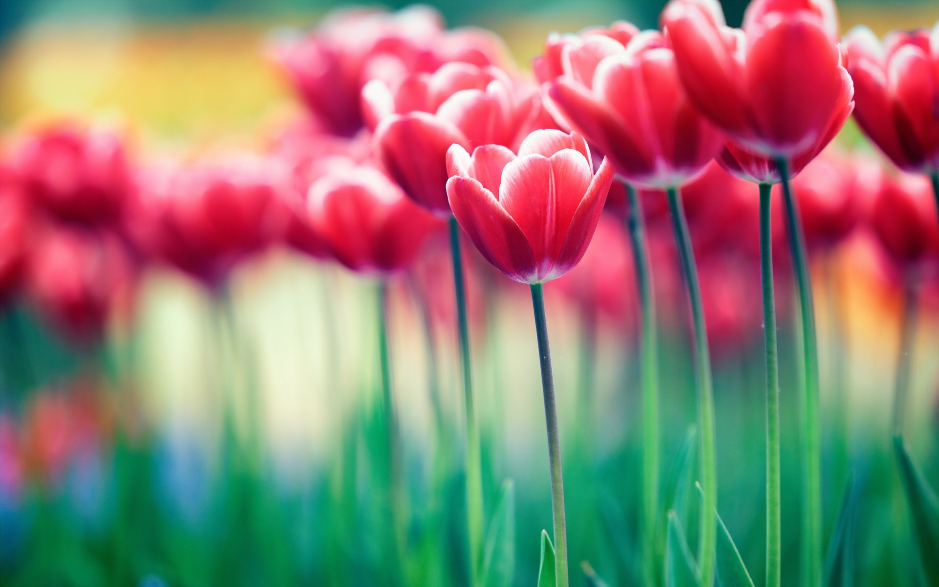 flower tulips nature