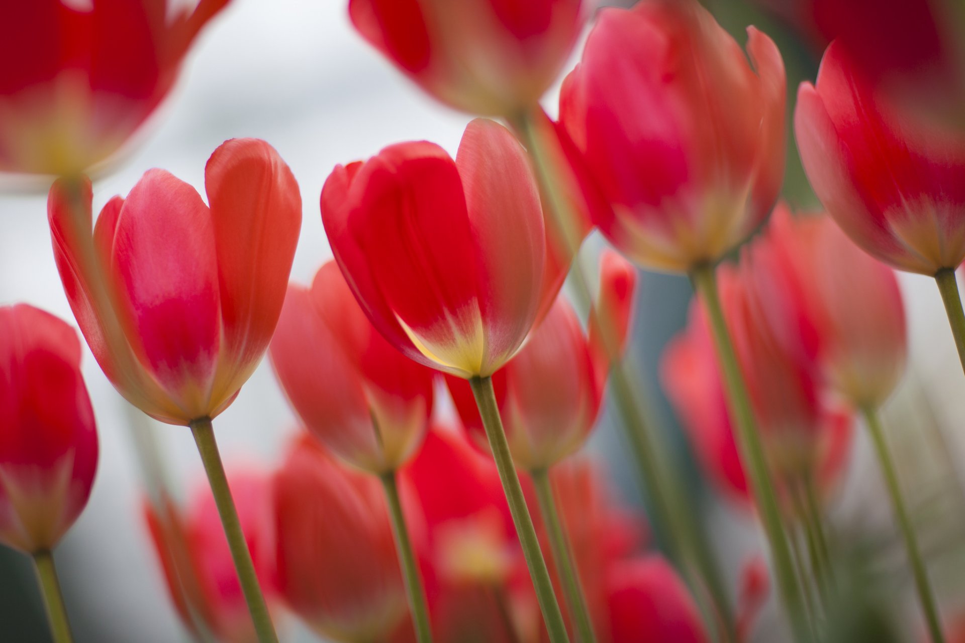 frühling tulpen fokus viele rosa