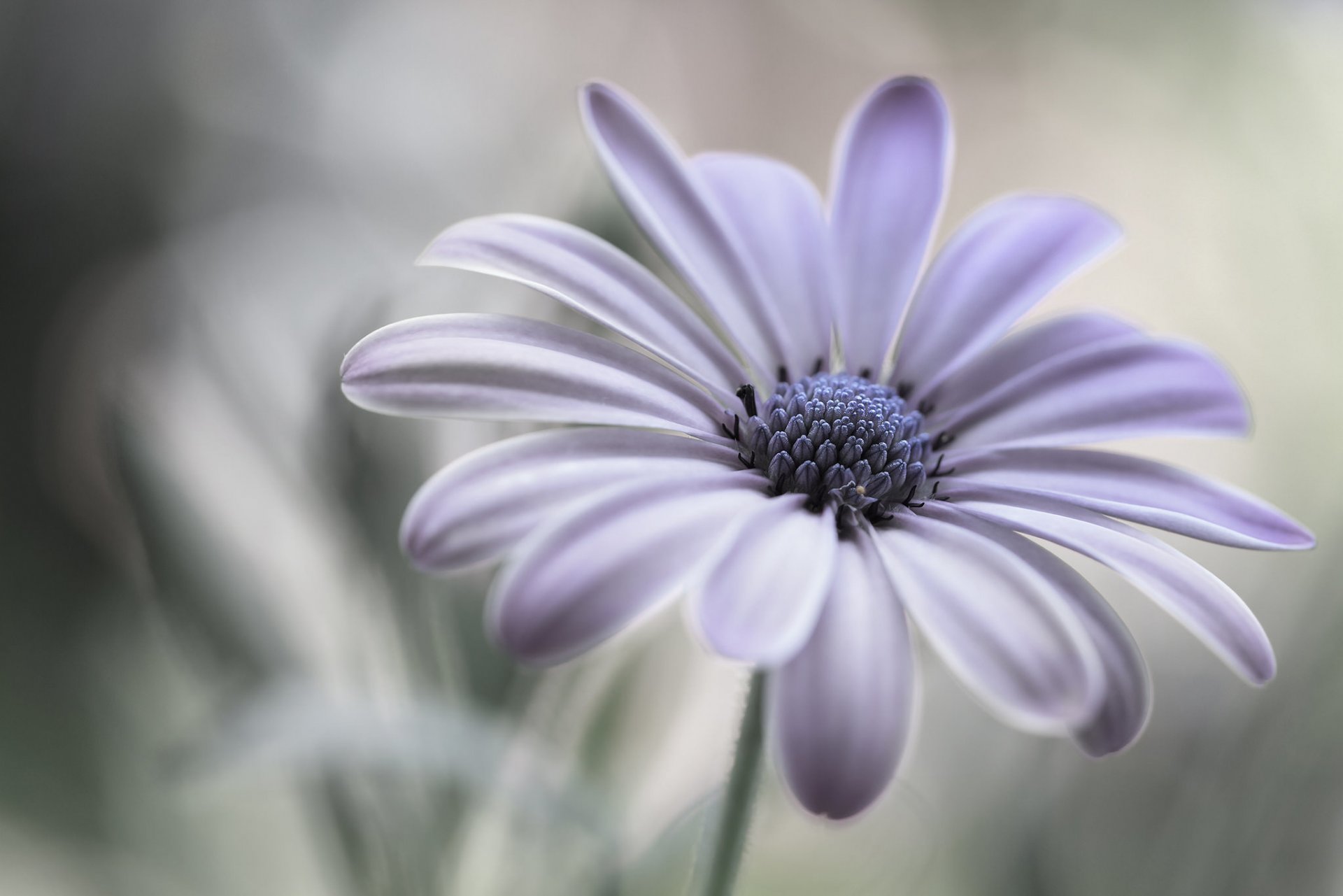 cabo daisy margarita flor pétalos macro