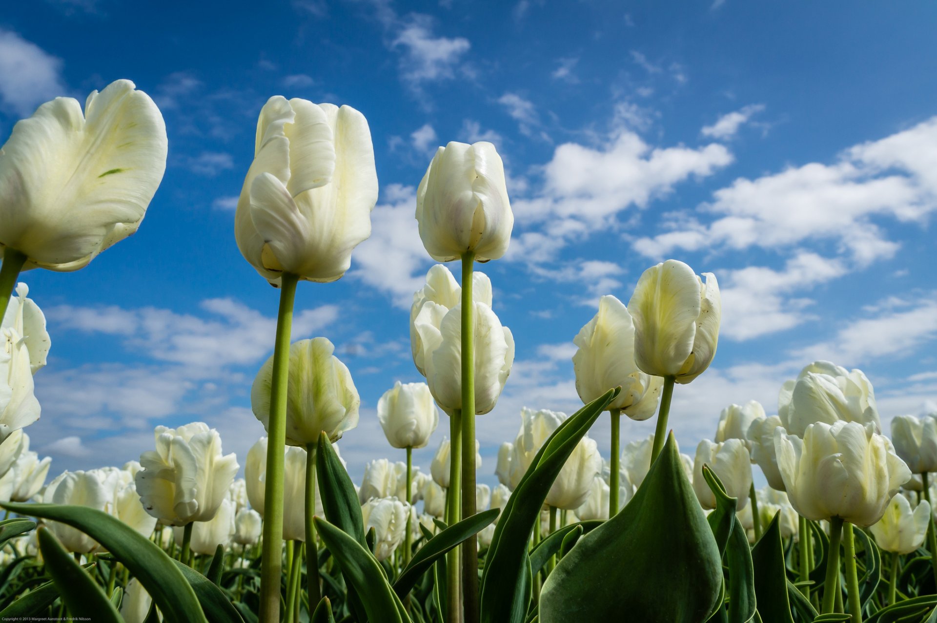 tulpen knospen himmel