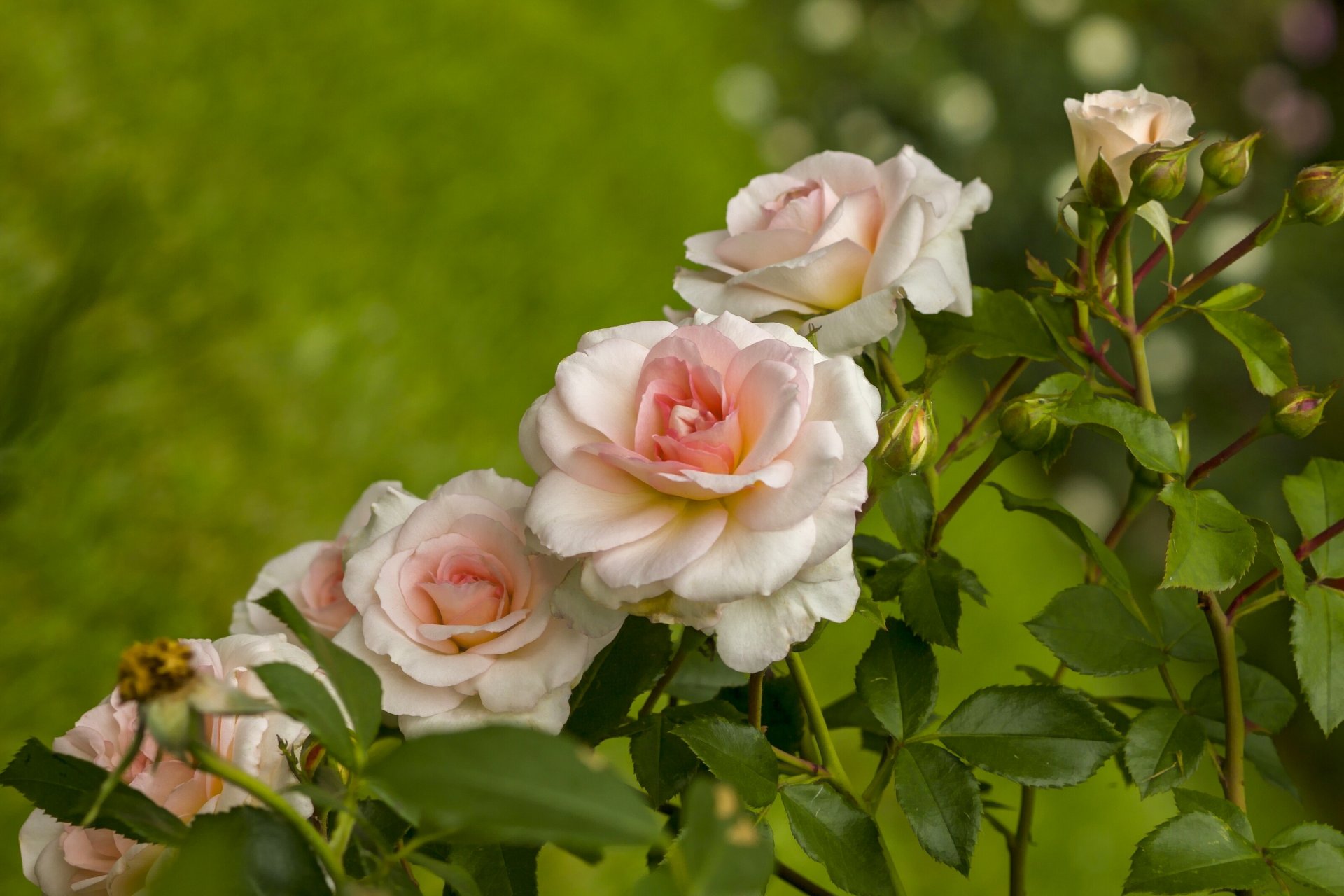 rosas capullos fila