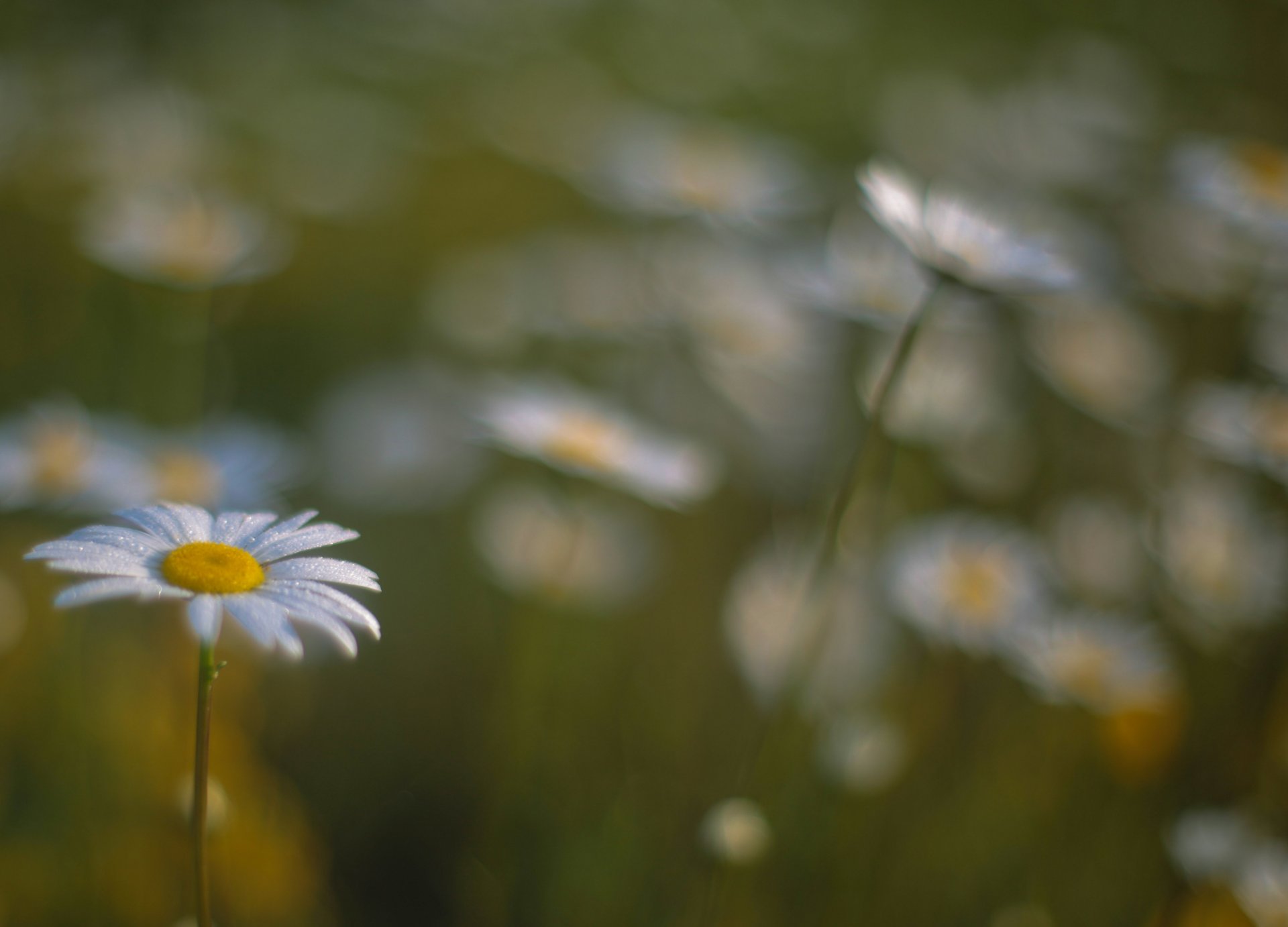 chamomile flower the field bokeh blur